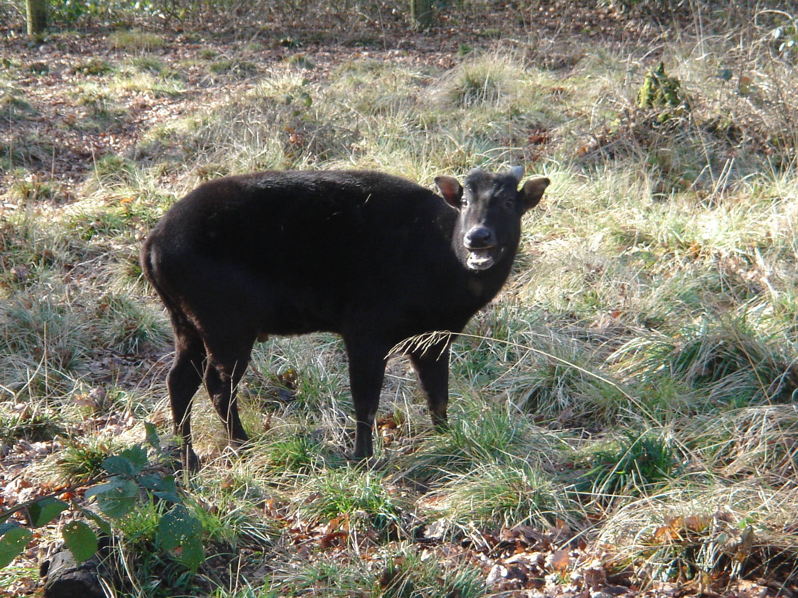Lowland Anoa being rather vocal.