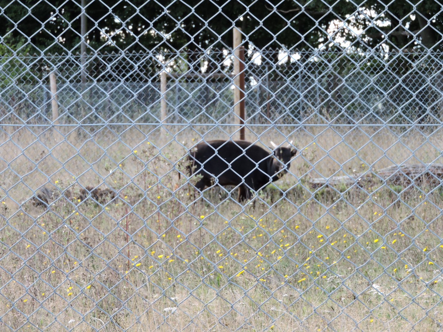 Lowland Anoa (best photo i could take)