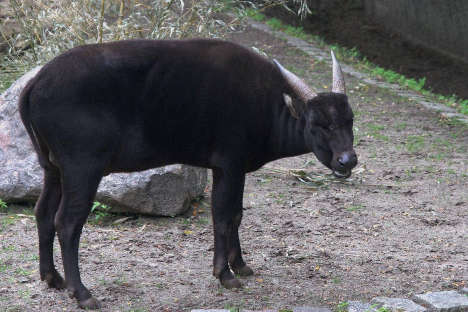 Lowland Anoa (Bubalus depressicornis), 16-09-25