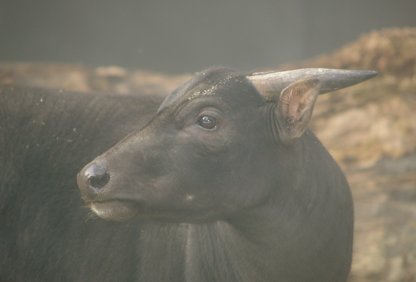 Lowland anoa (Bubalus depressicornis), 2006-11-05