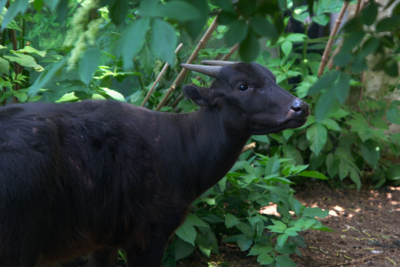 Lowland Anoa (Bubalus depressicornis), 27-05-25