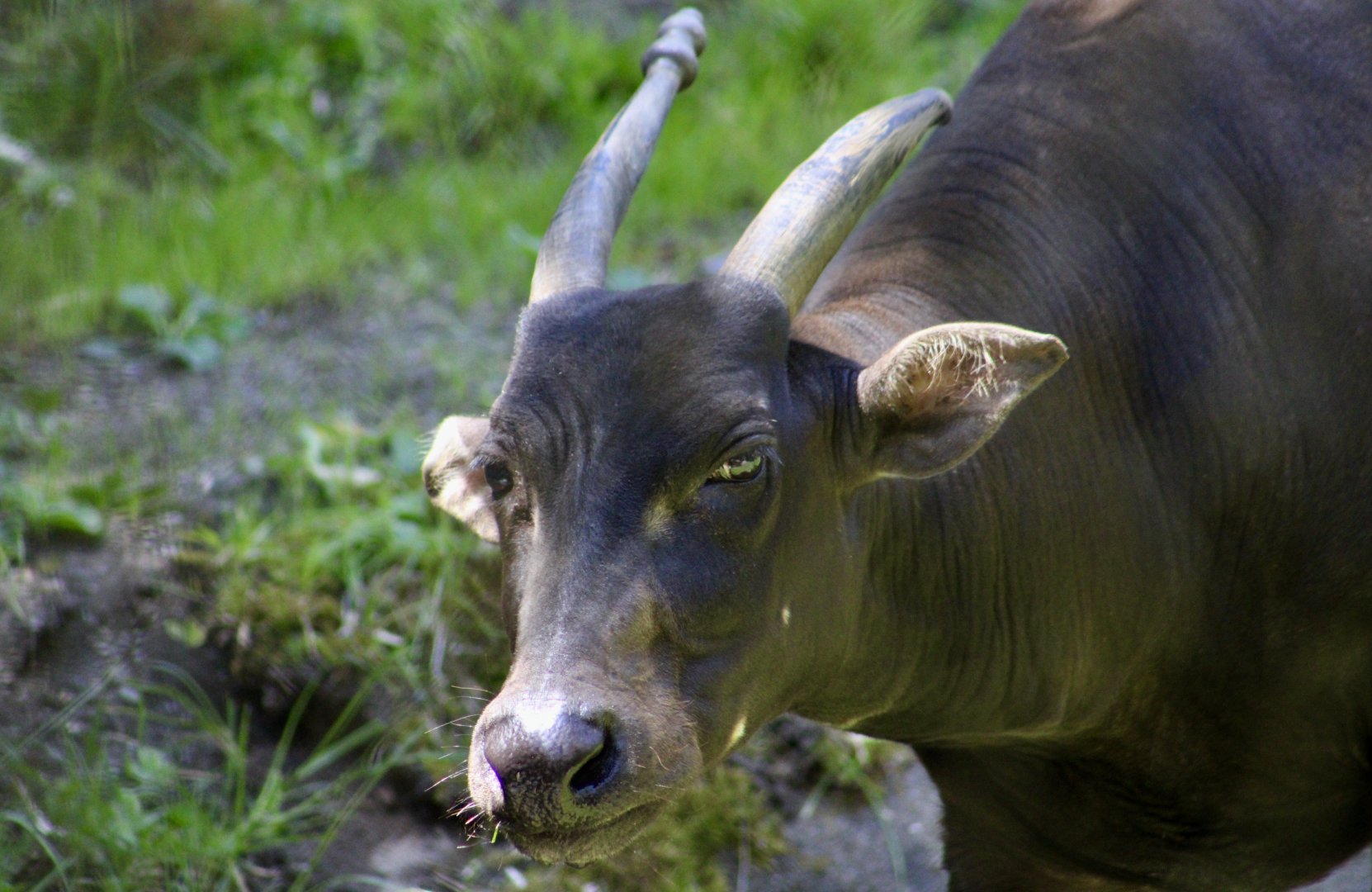Lowland Anoa (Bubalus depressicornis) "Baby Bean"