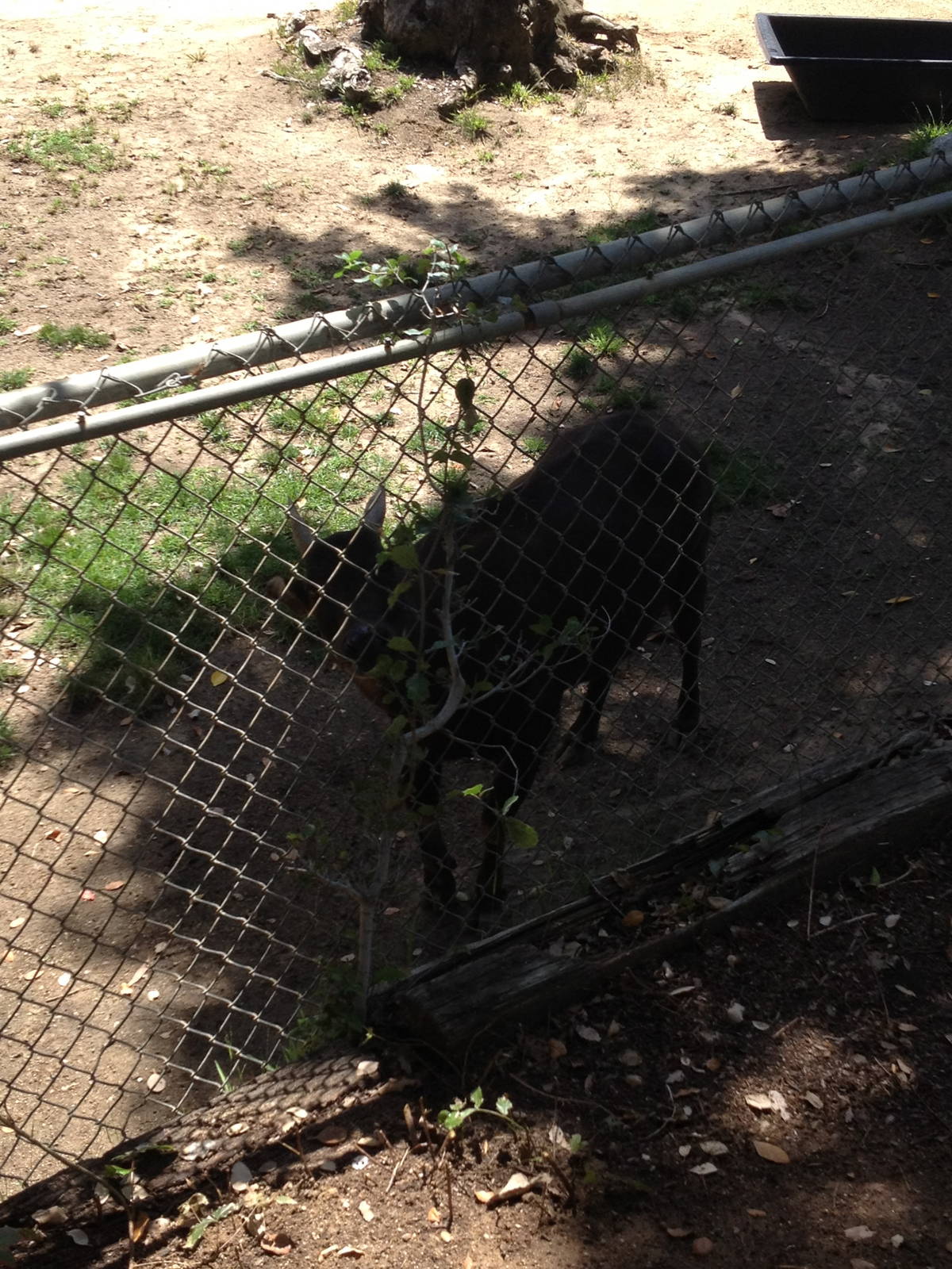 Lowland anoa (Bubalus depressicornis) eating browse
