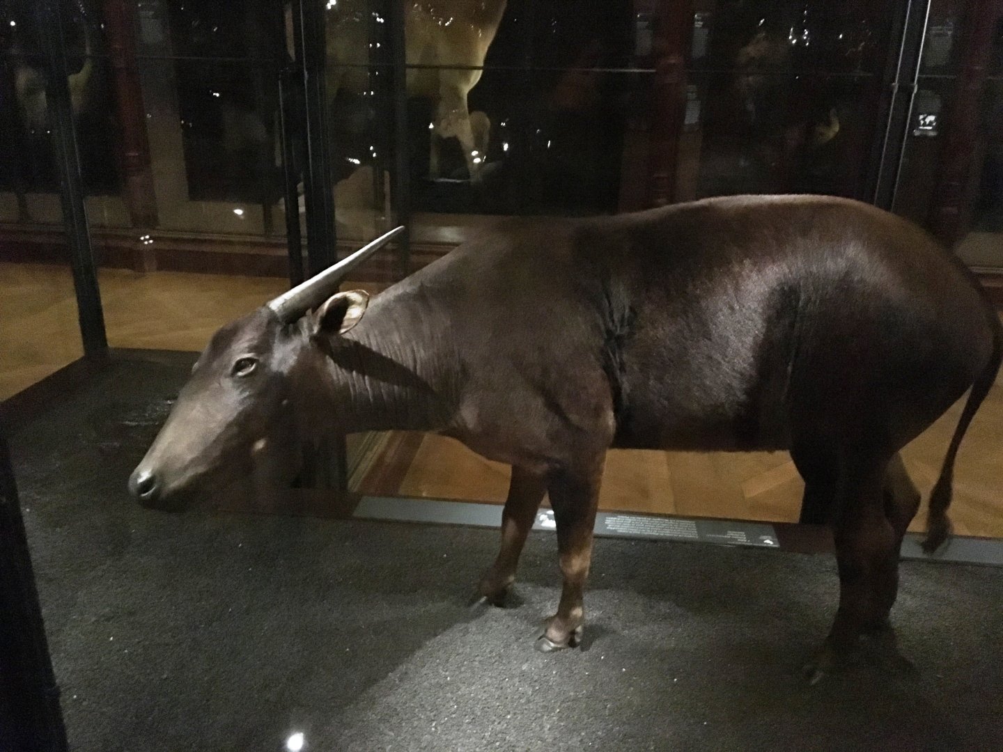 Lowland anoa (Bubalus depressicornis); November 24th 2018