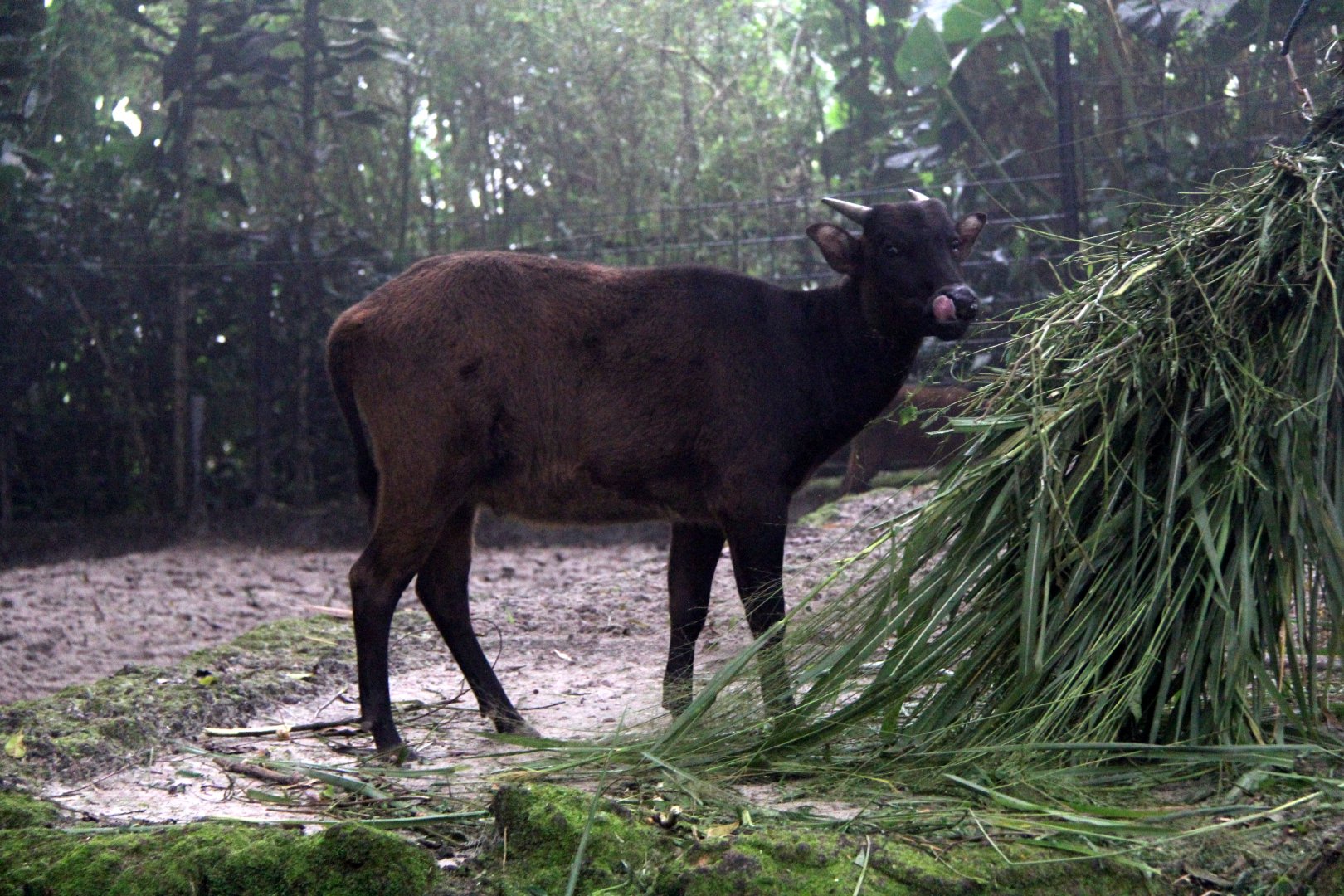 lowland anoa (Bubalus depressicornis)