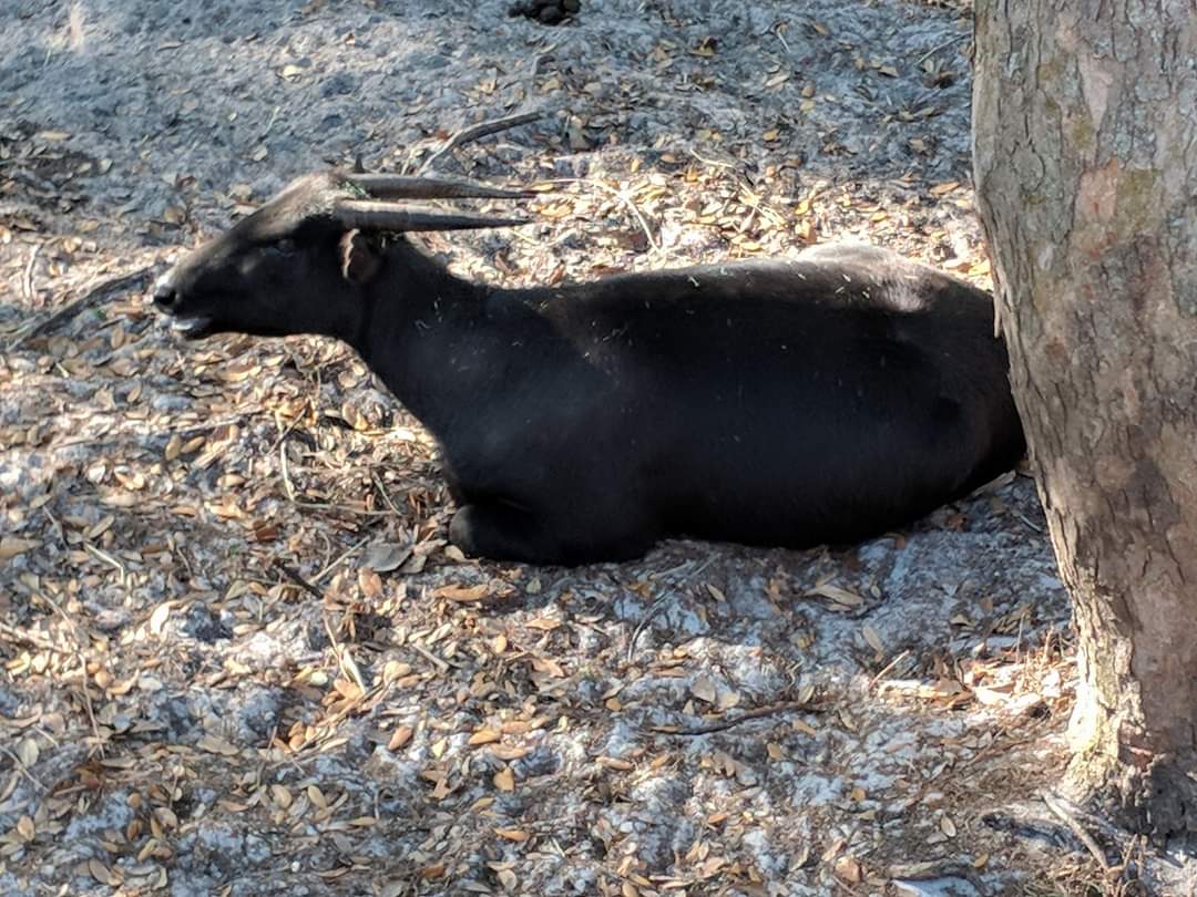 Lowland anoa (Bubalus depressicornis)