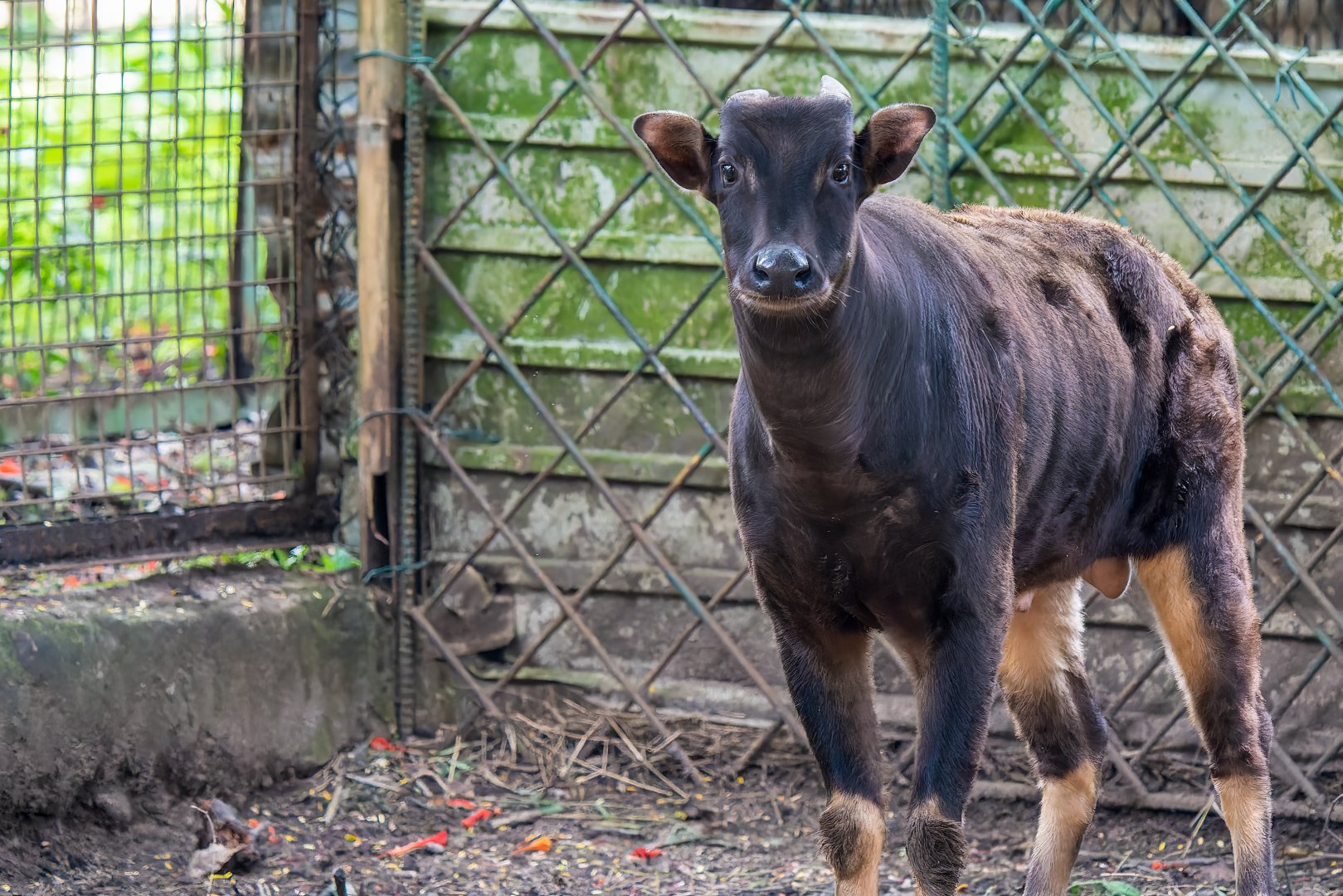 Lowland Anoa - Bubalus depressicornis