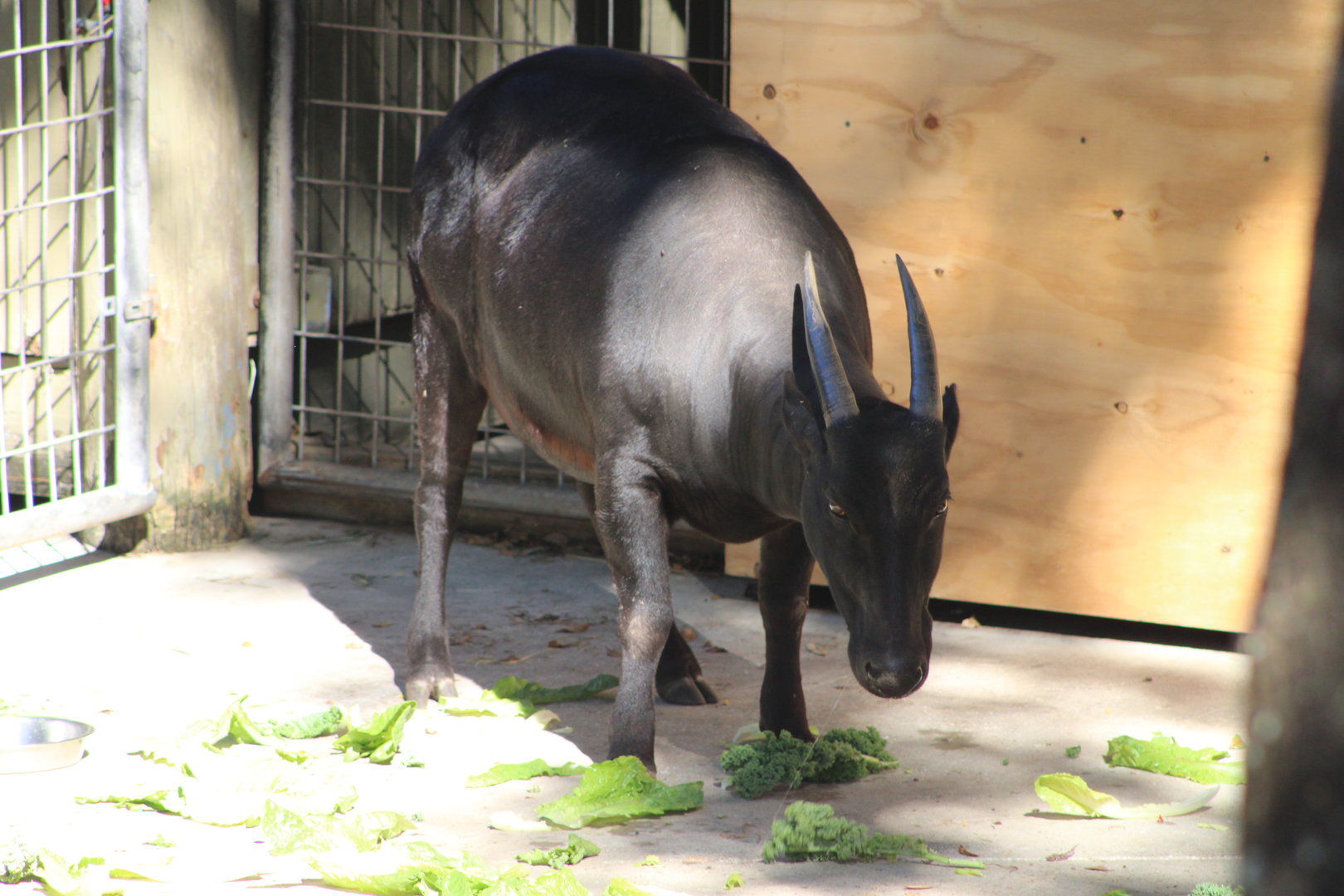 Lowland Anoa (Bubalus depressicornis)