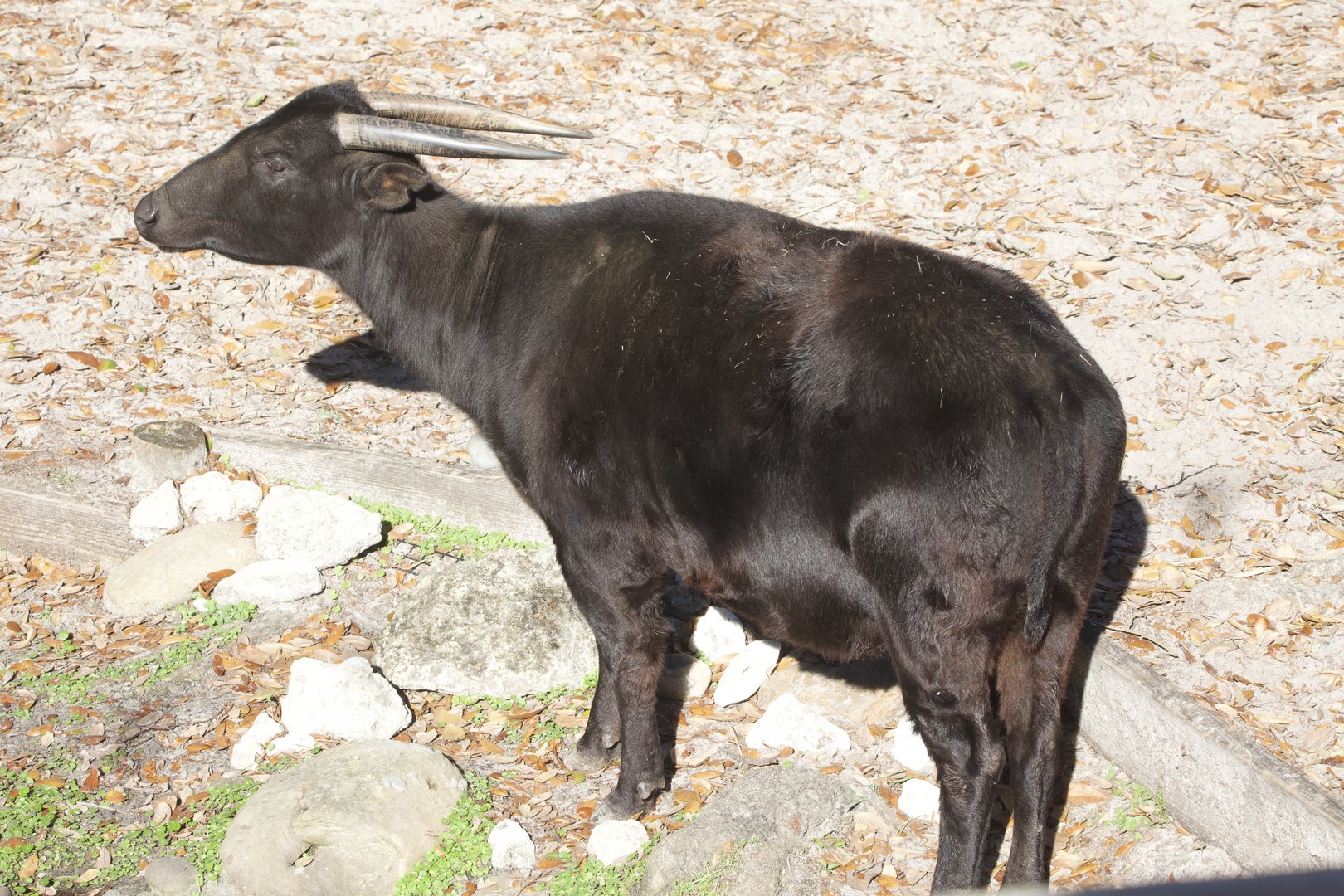 Lowland Anoa/ Bubalus depressicornis