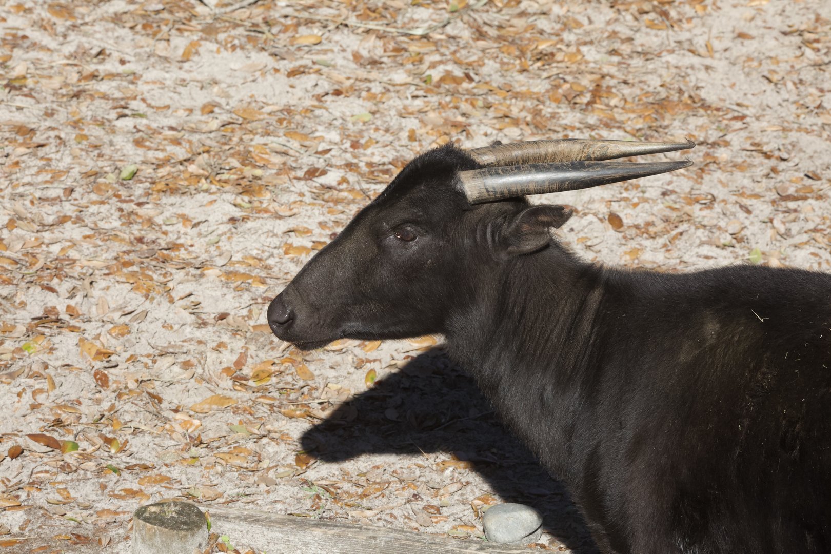 Lowland Anoa/ Bubalus depressicornis