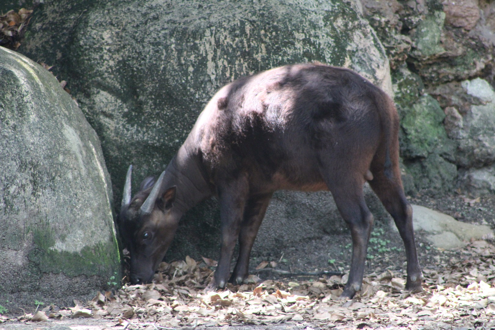 Lowland Anoa (Bubalus depressicornis)