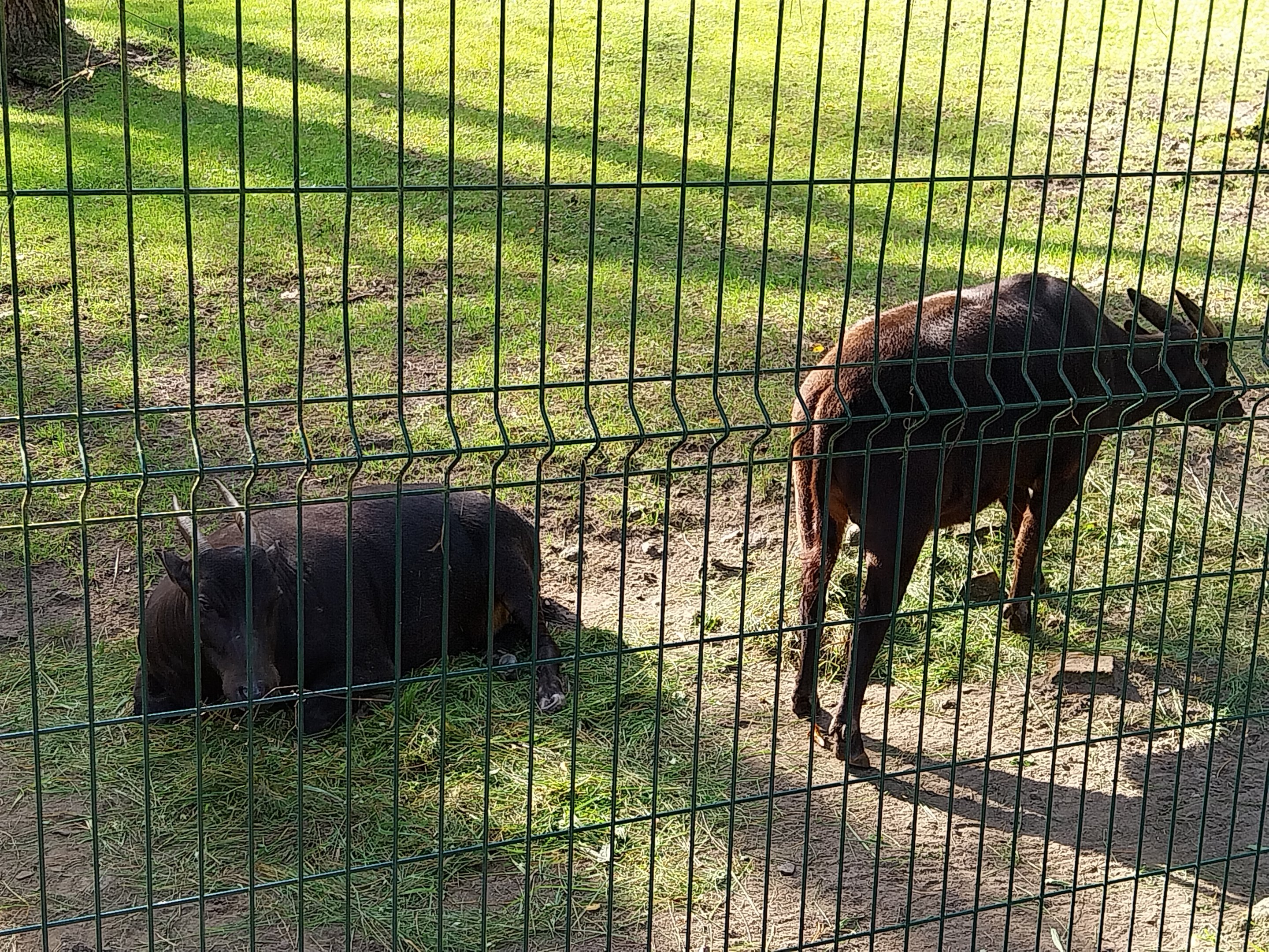 Lowland Anoa (Bubalus depressicornis)