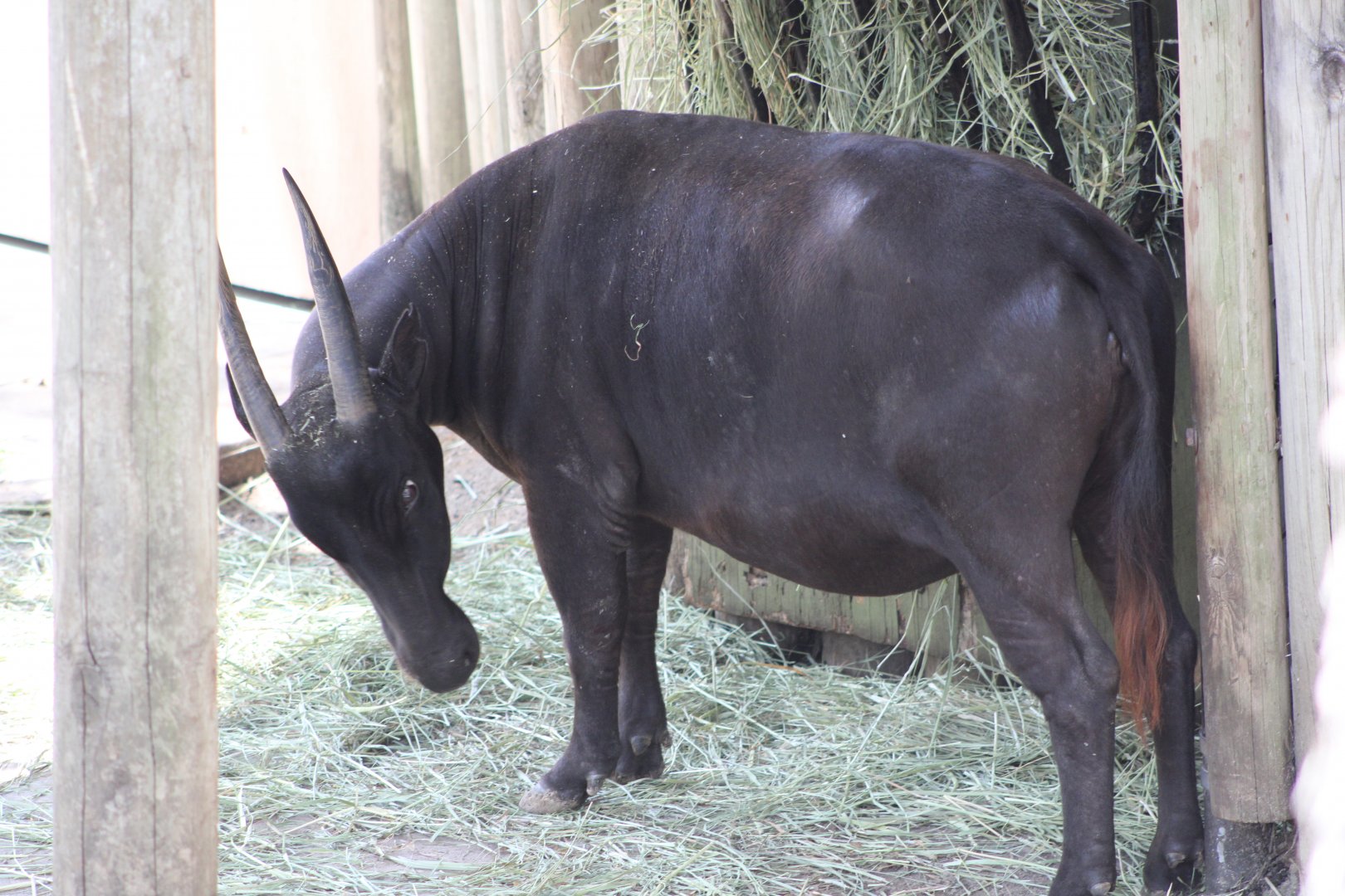 Lowland Anoa (Bubalus depressicornis)