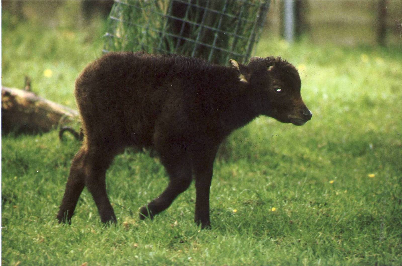 Lowland Anoa calf Chester Zoo 2 June 1999