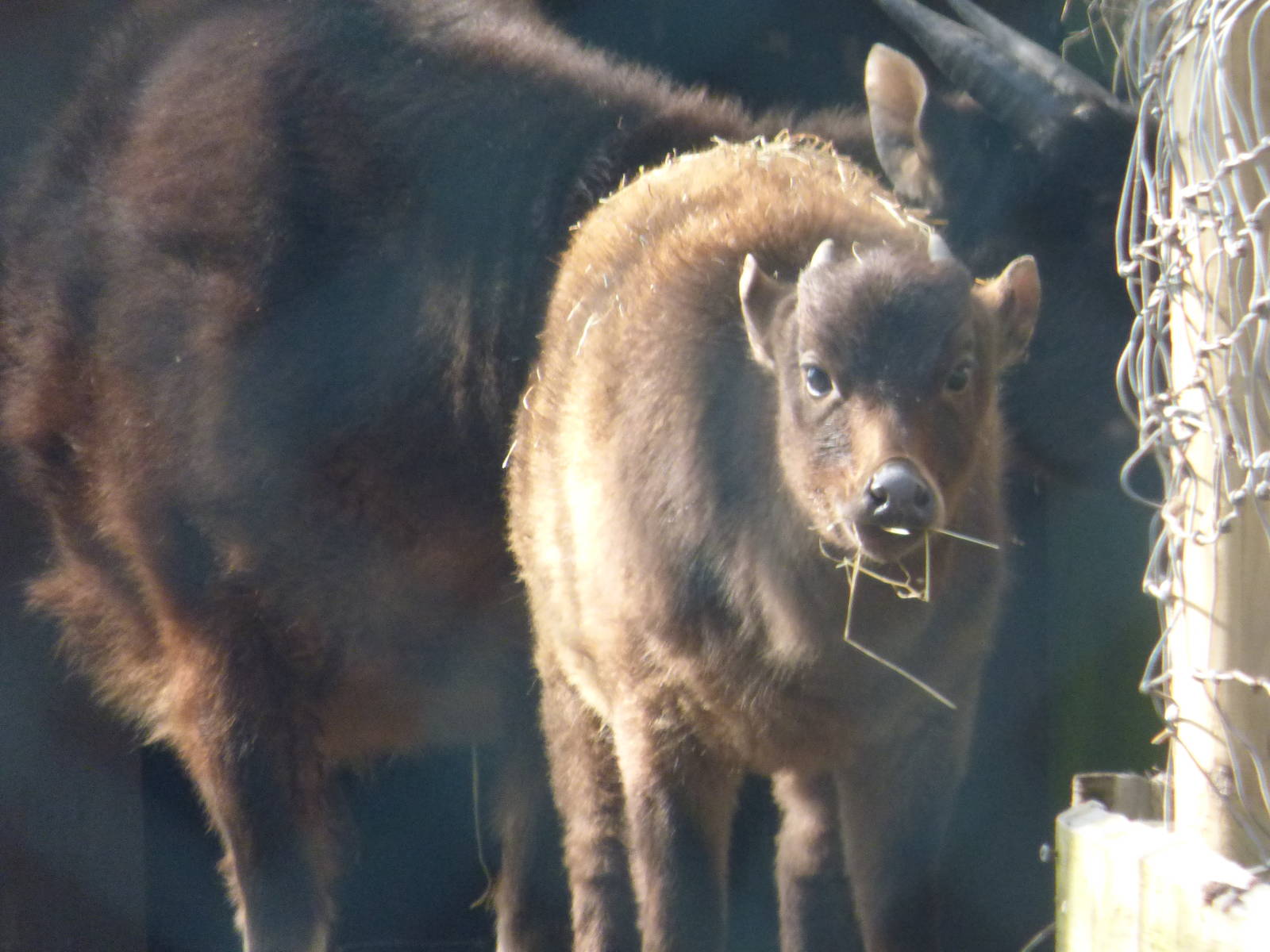 Lowland Anoa Calf, Darcy