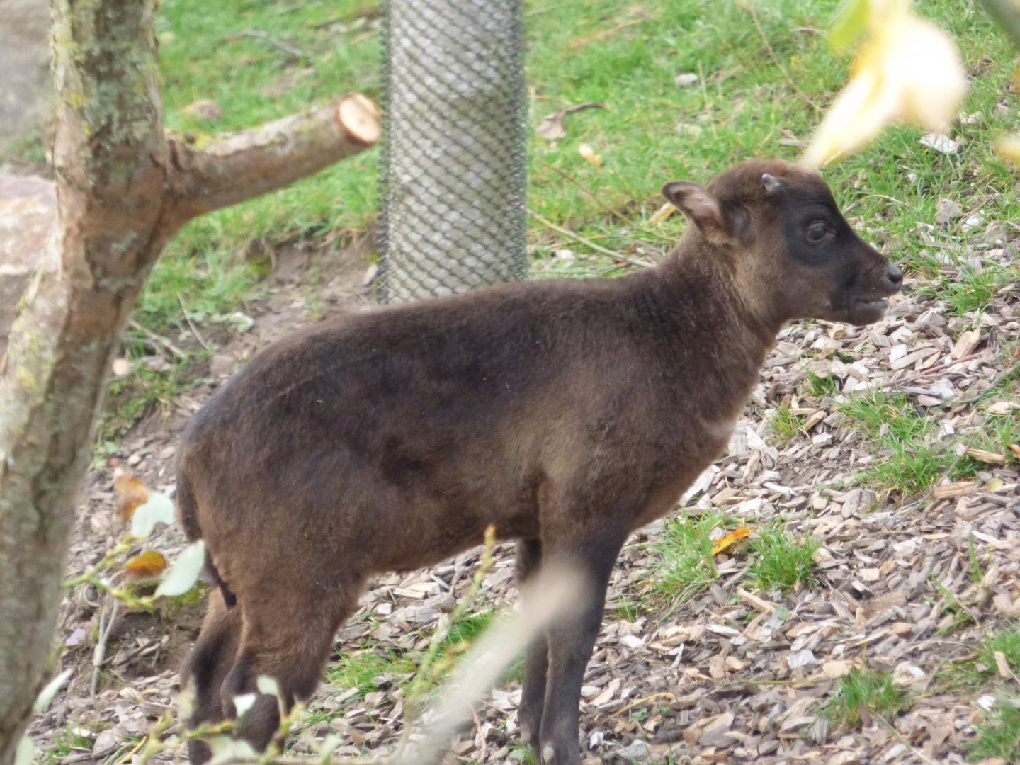 Lowland Anoa Calf