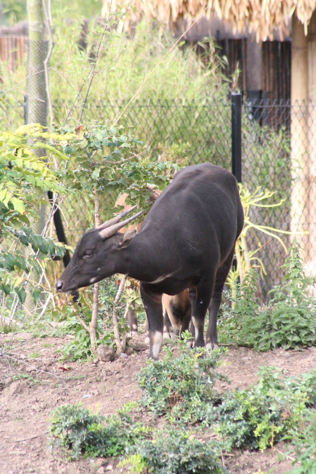 Lowland Anoa @ Chester; 18.09.2015