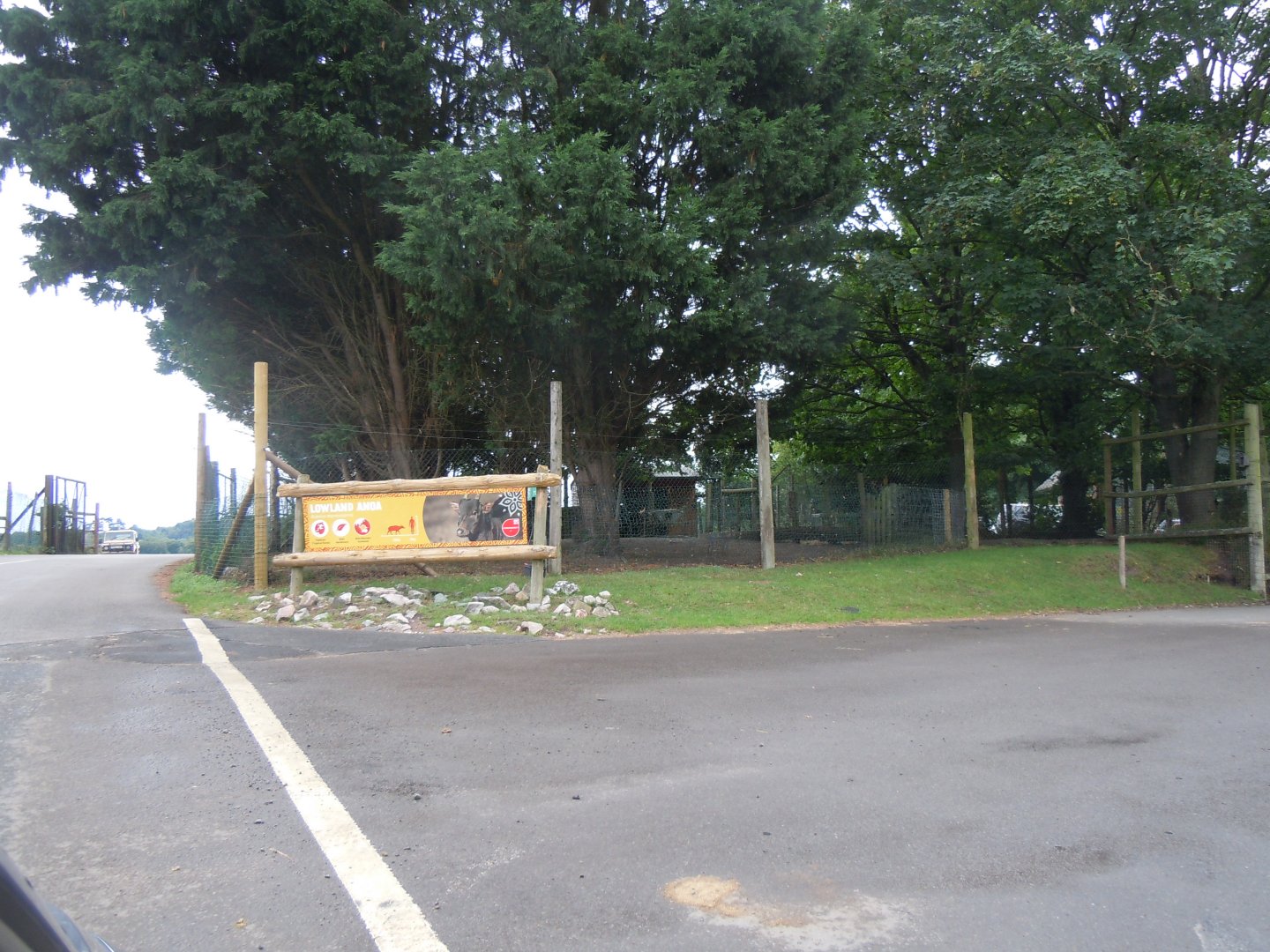 Lowland Anoa enclosure 130720