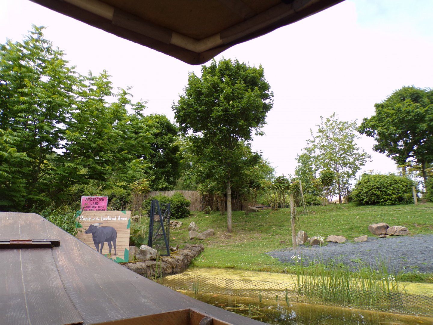 Lowland anoa enclosure 29.6.24