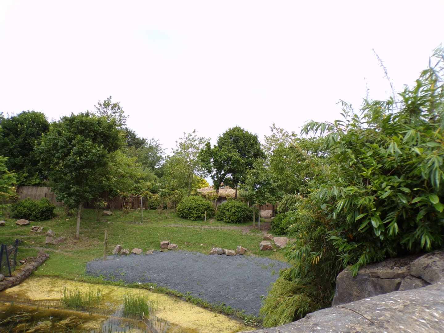 Lowland anoa enclosure 29.6.24