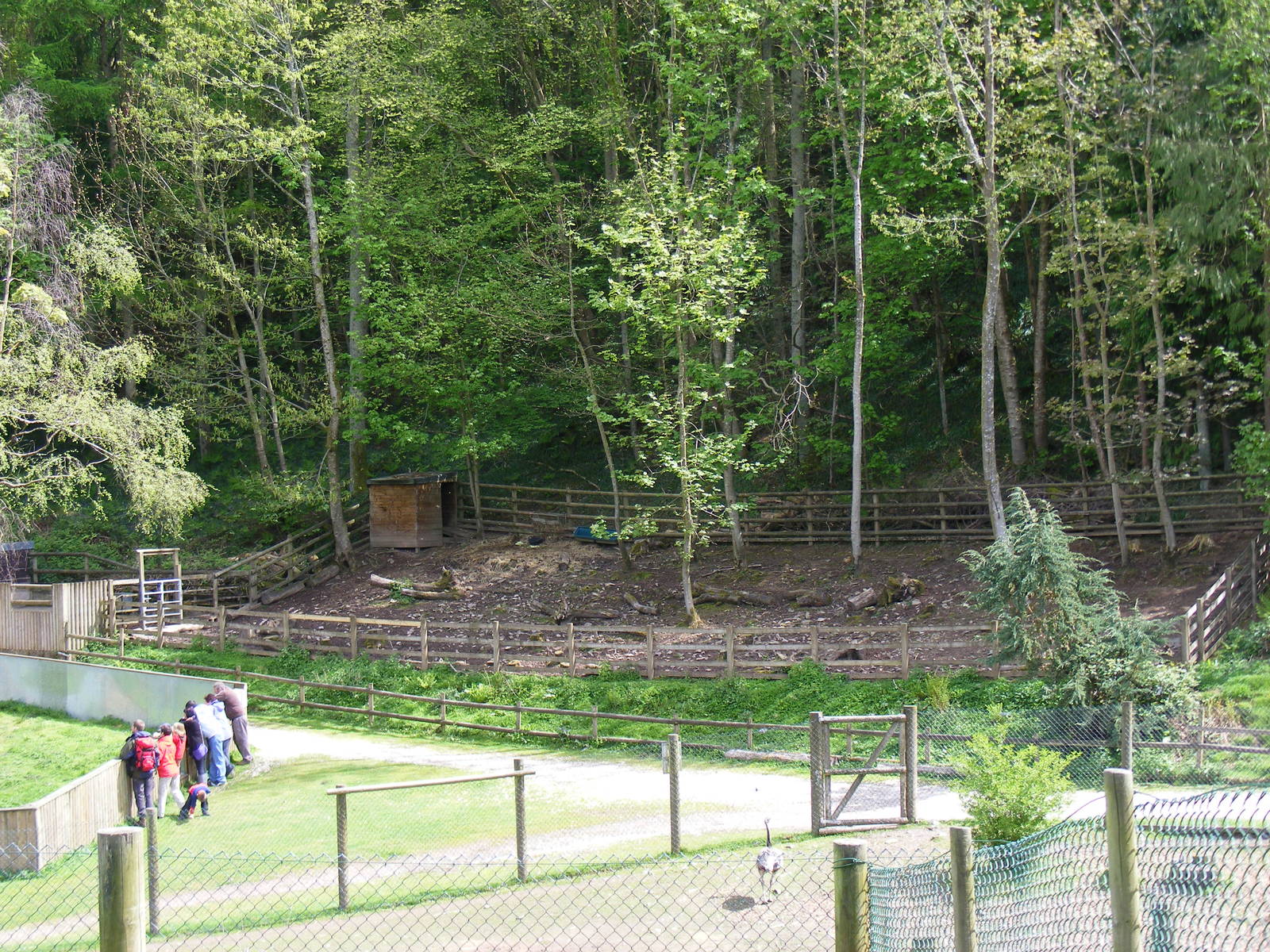 Lowland anoa enclosure at Galloway Wildlife Conservation Park, 16 May 2010