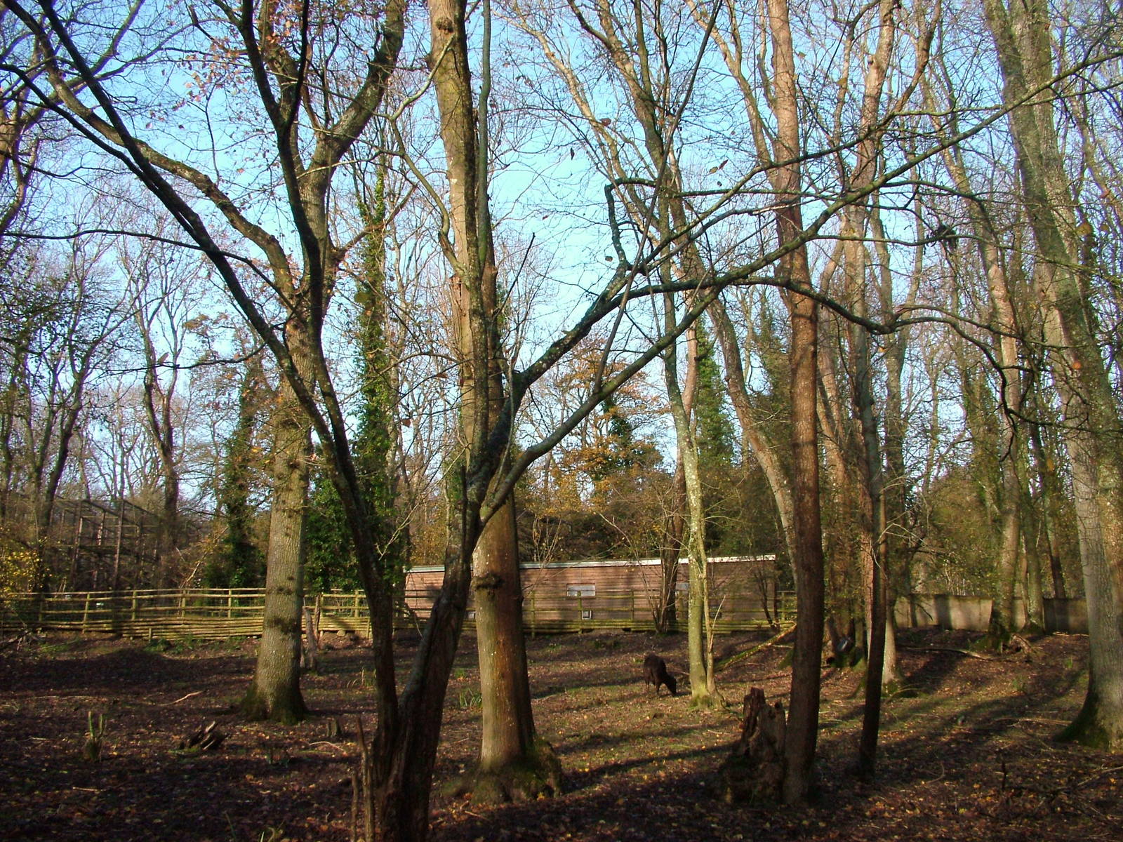 Lowland Anoa enclosure at Port Lympne 27/11/09