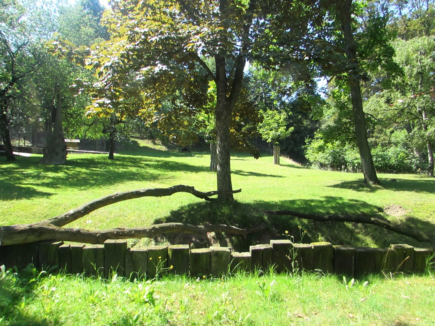 Lowland Anoa enclosure - July/2017