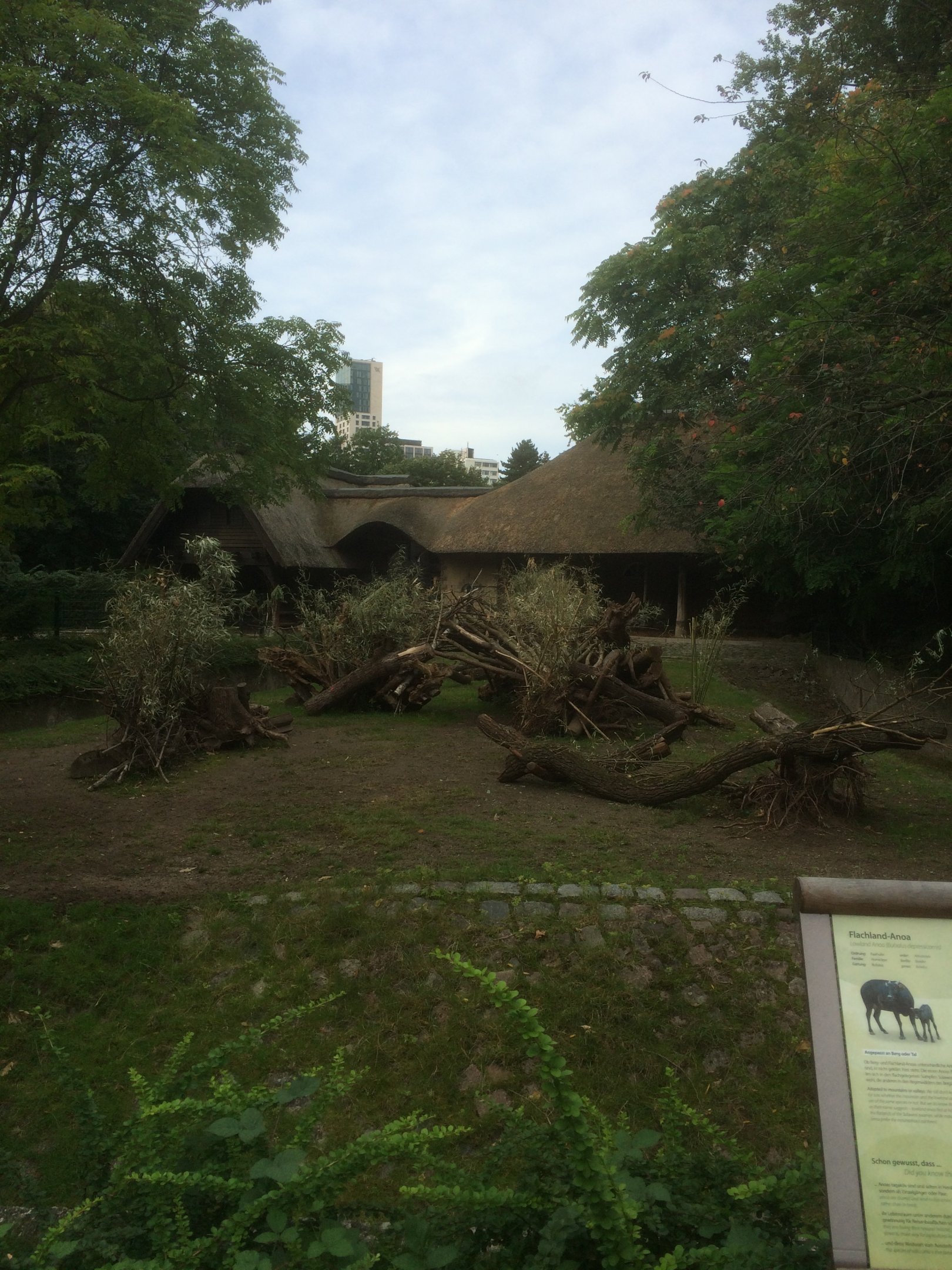 Lowland anoa enclosure