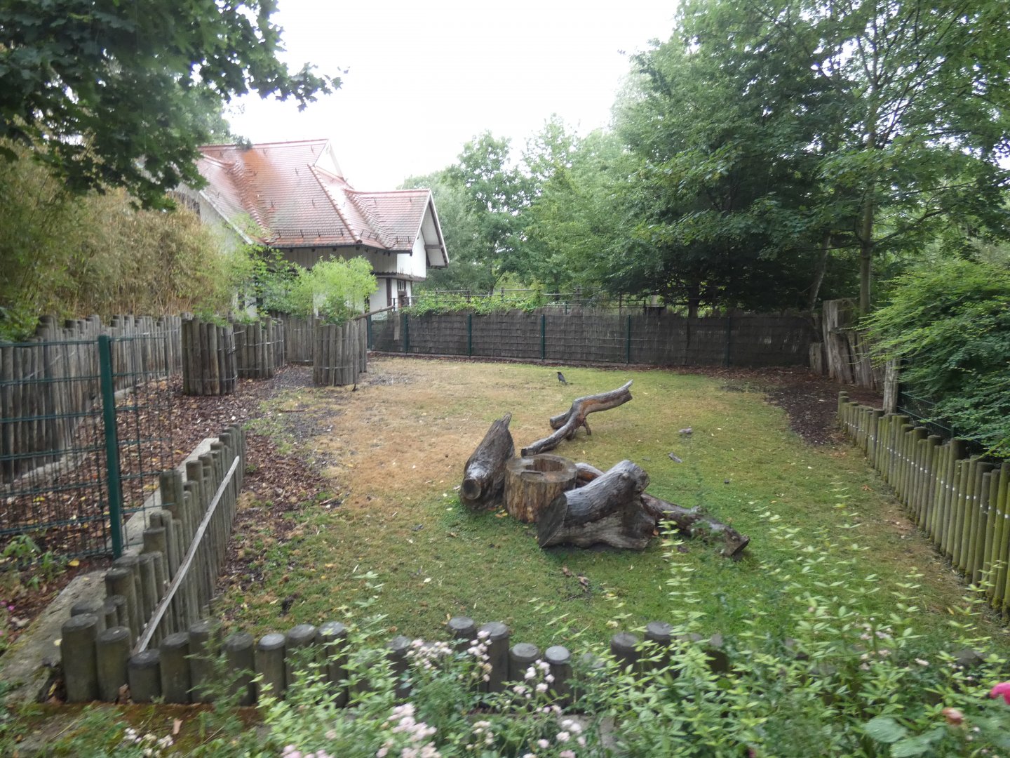 Lowland Anoa enclosure