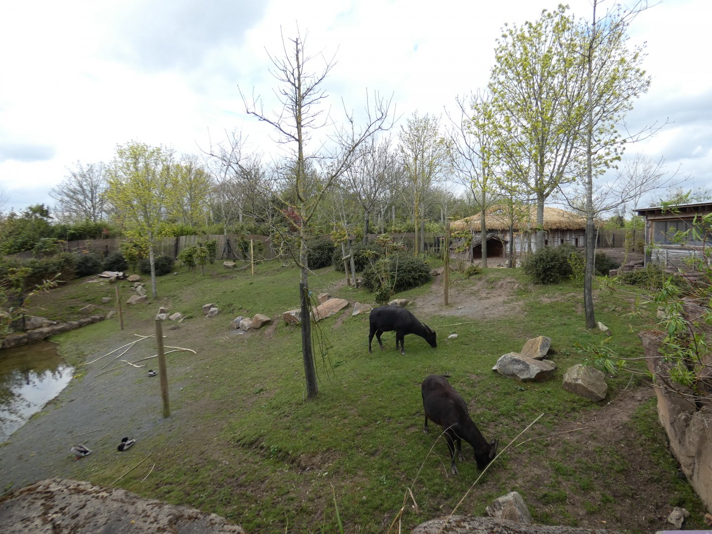 Lowland anoa enclosure