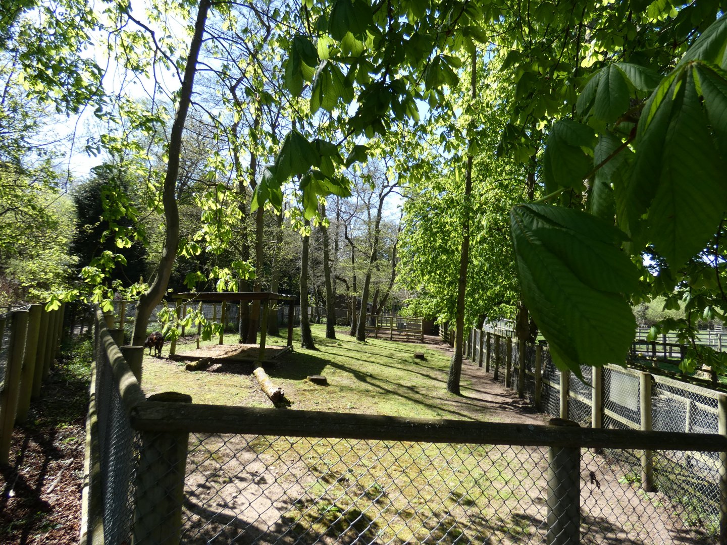 Lowland anoa enclosure