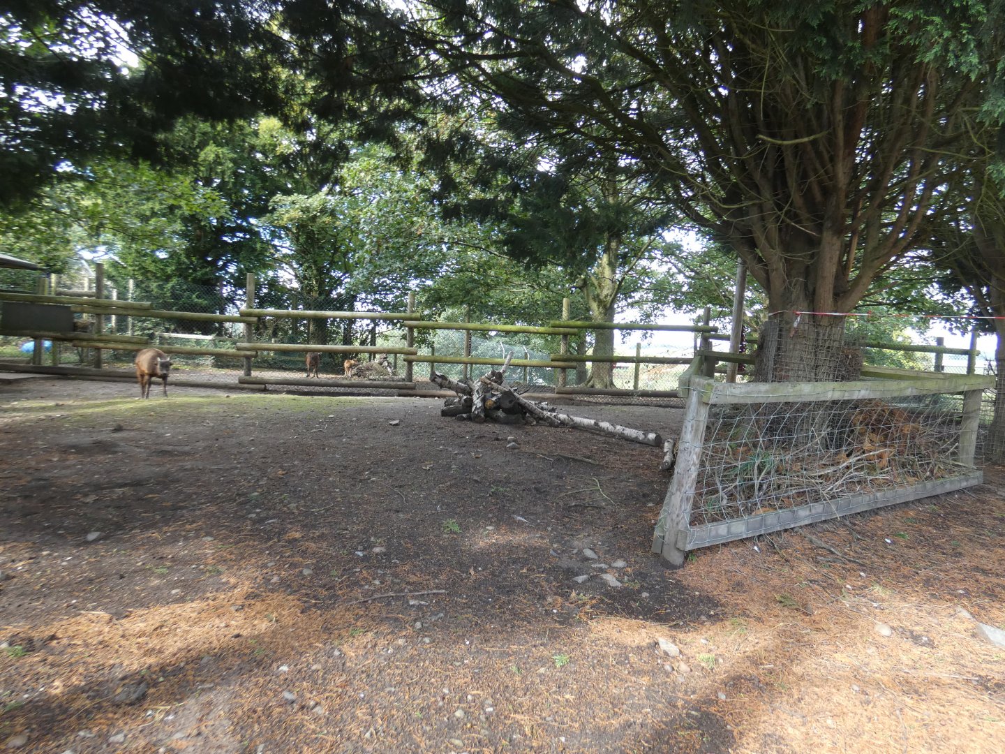 Lowland anoa enclosure