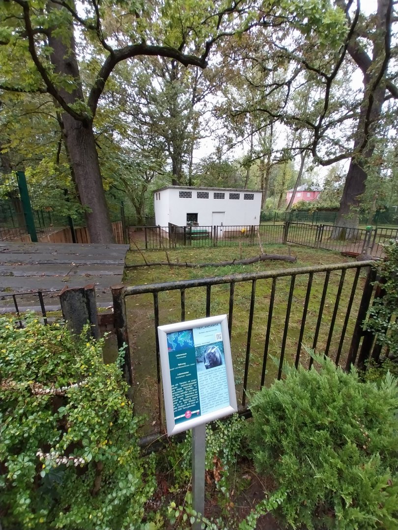 Lowland Anoa enclosure