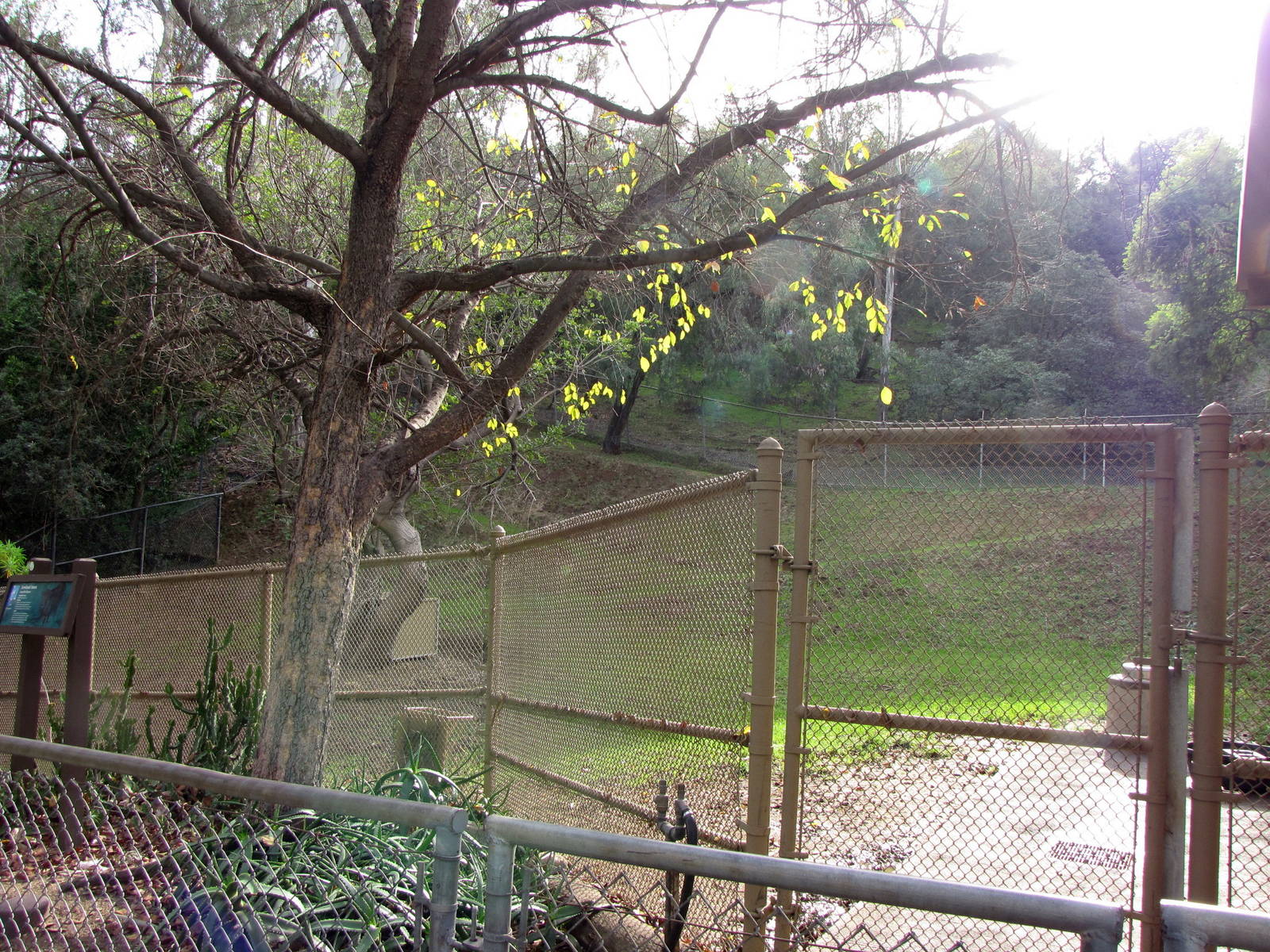 Lowland Anoa Enclosure