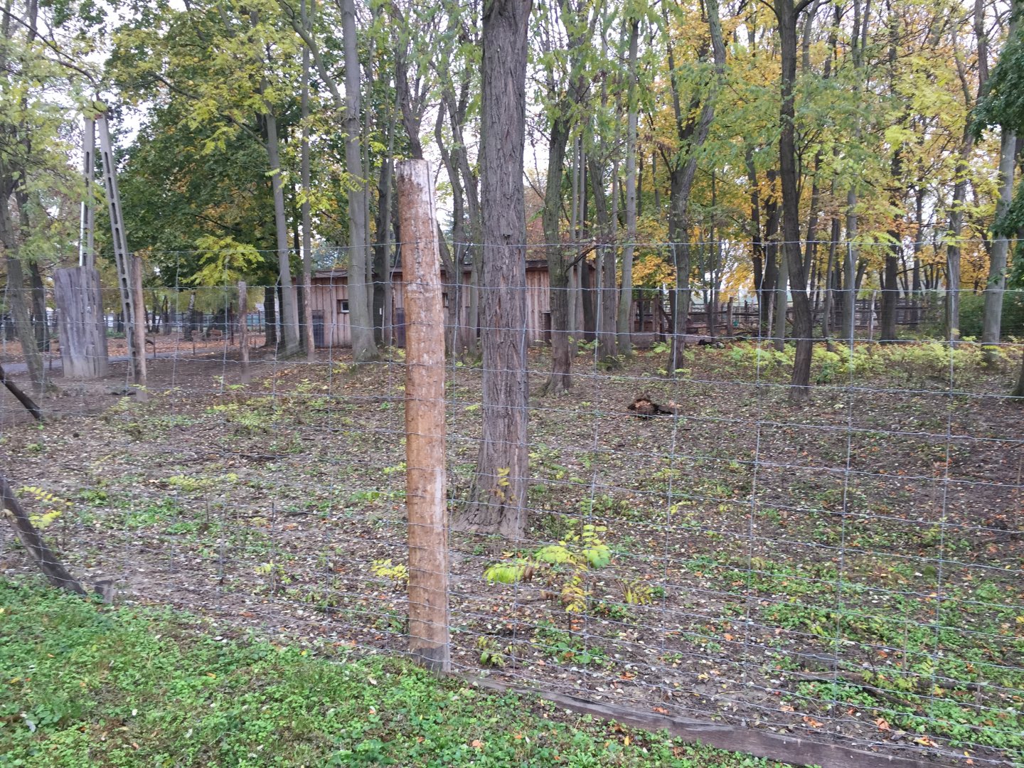 Lowland anoa exhibit 10.2020.