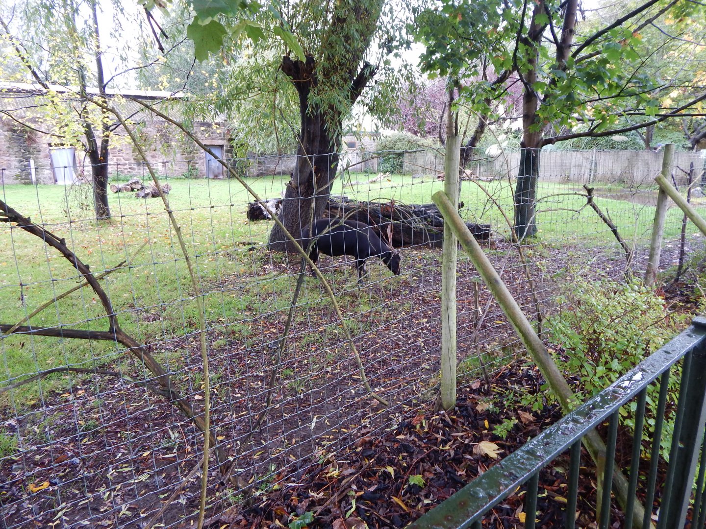 Lowland anoa exhibit 191021