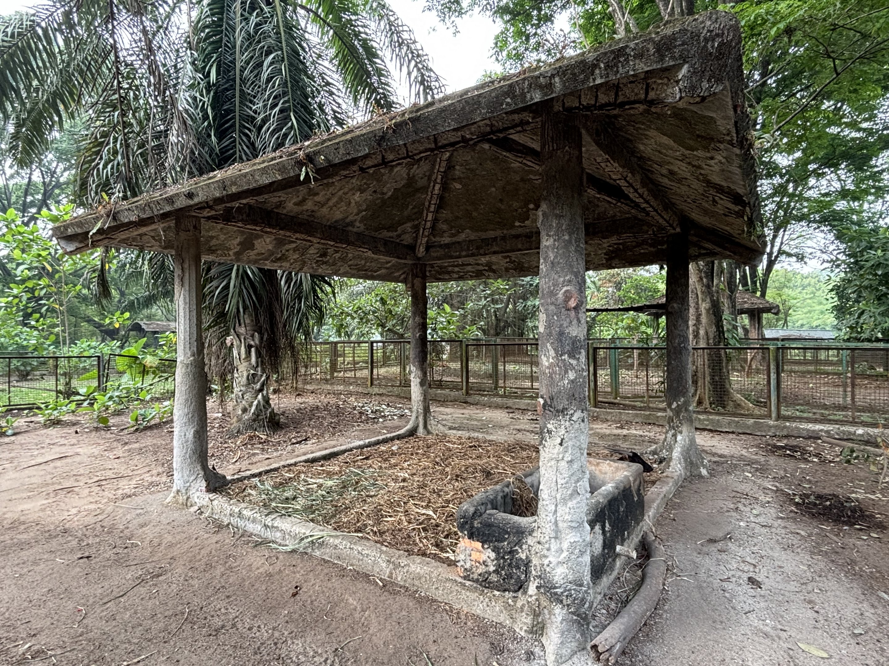 Lowland Anoa Exhibit #2