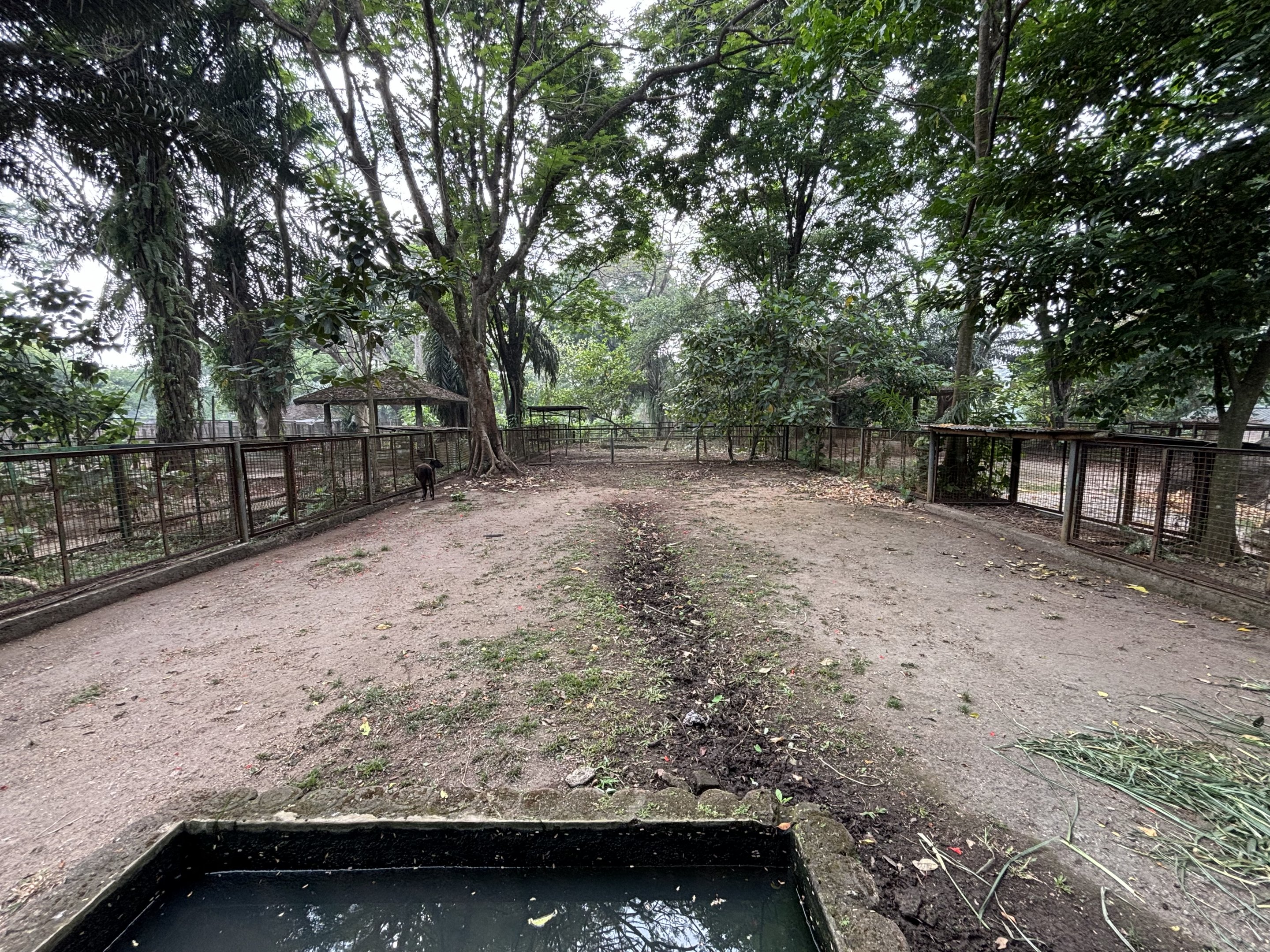 Lowland Anoa Exhibit #3