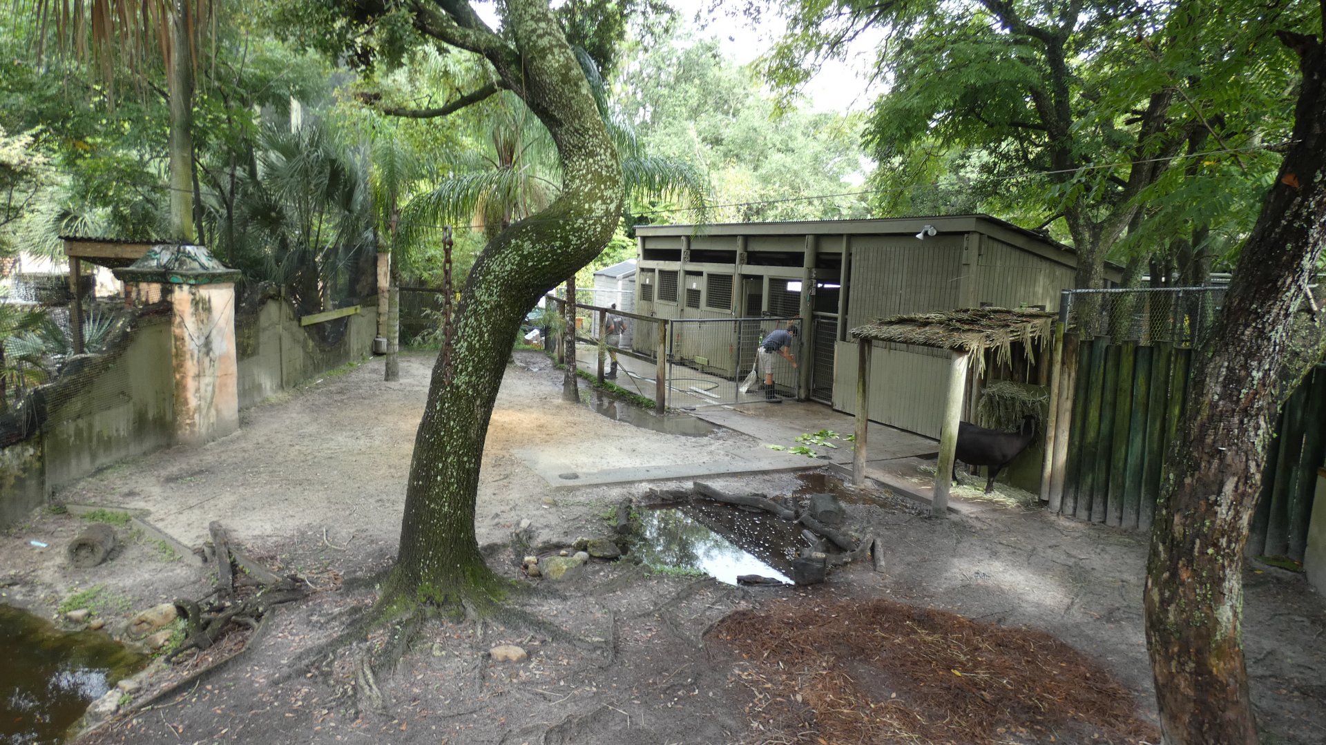 Lowland Anoa Exhibit, Asian Gardens - Aug. 2021
