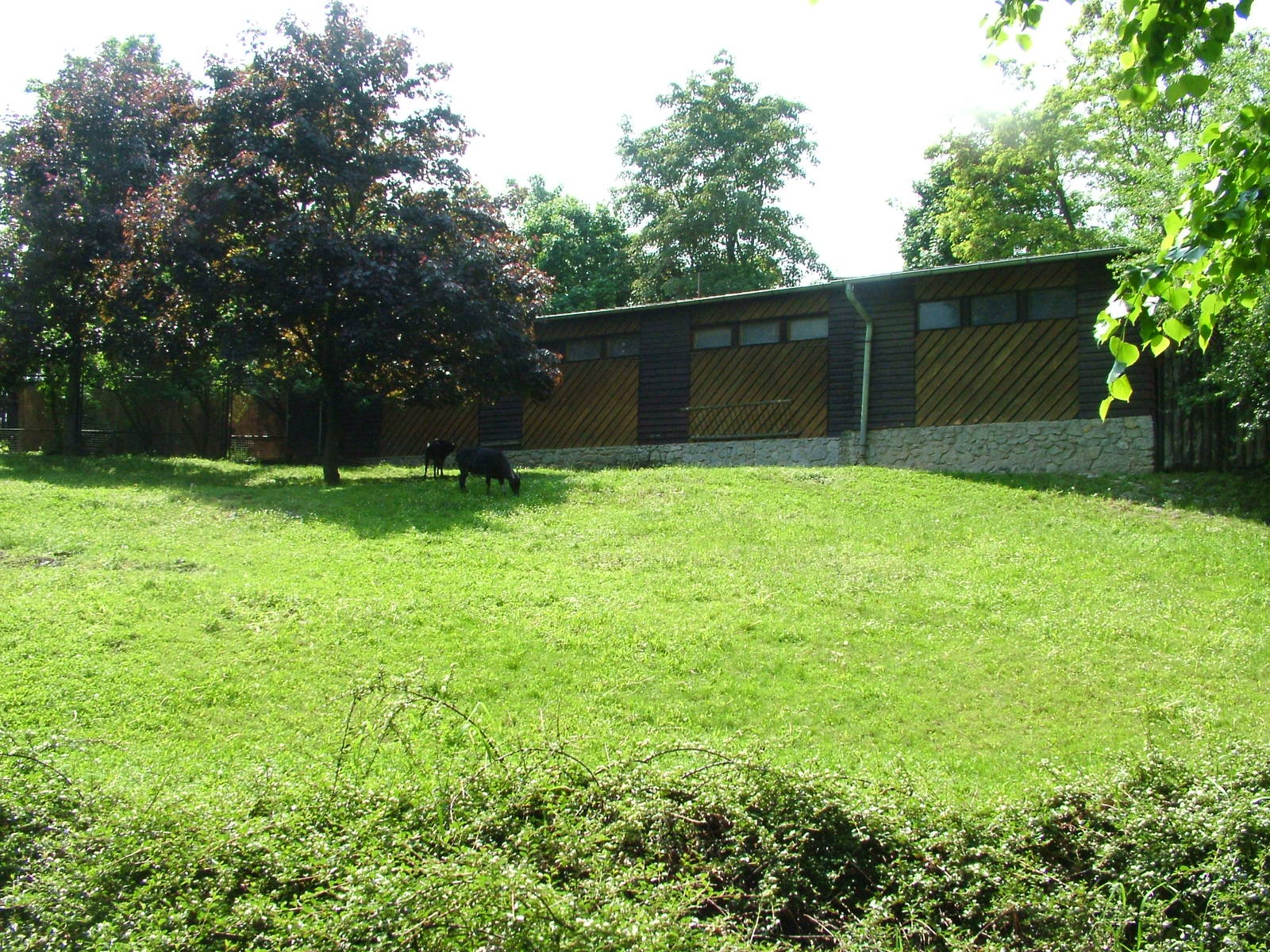 Lowland Anoa exhibit at Prague, 24/05/10