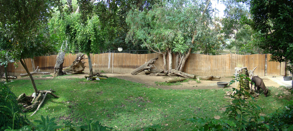 Lowland Anoa exhibit at the Los Angeles Zoo