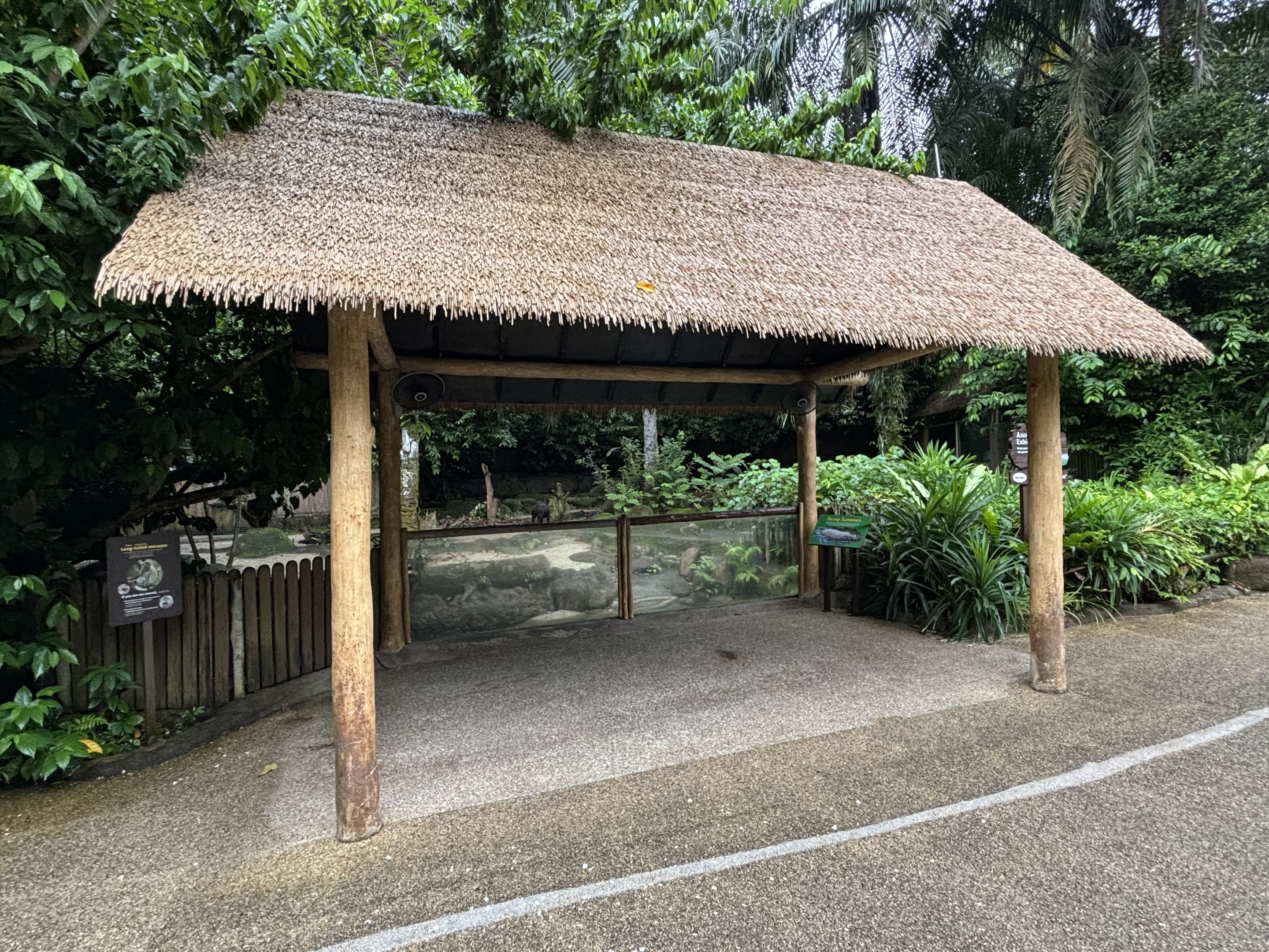 Lowland Anoa Exhibit - viewing area