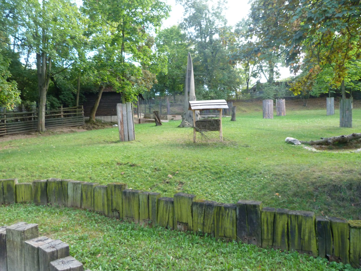 Lowland anoa exhibit -Zoo Praha (2025)