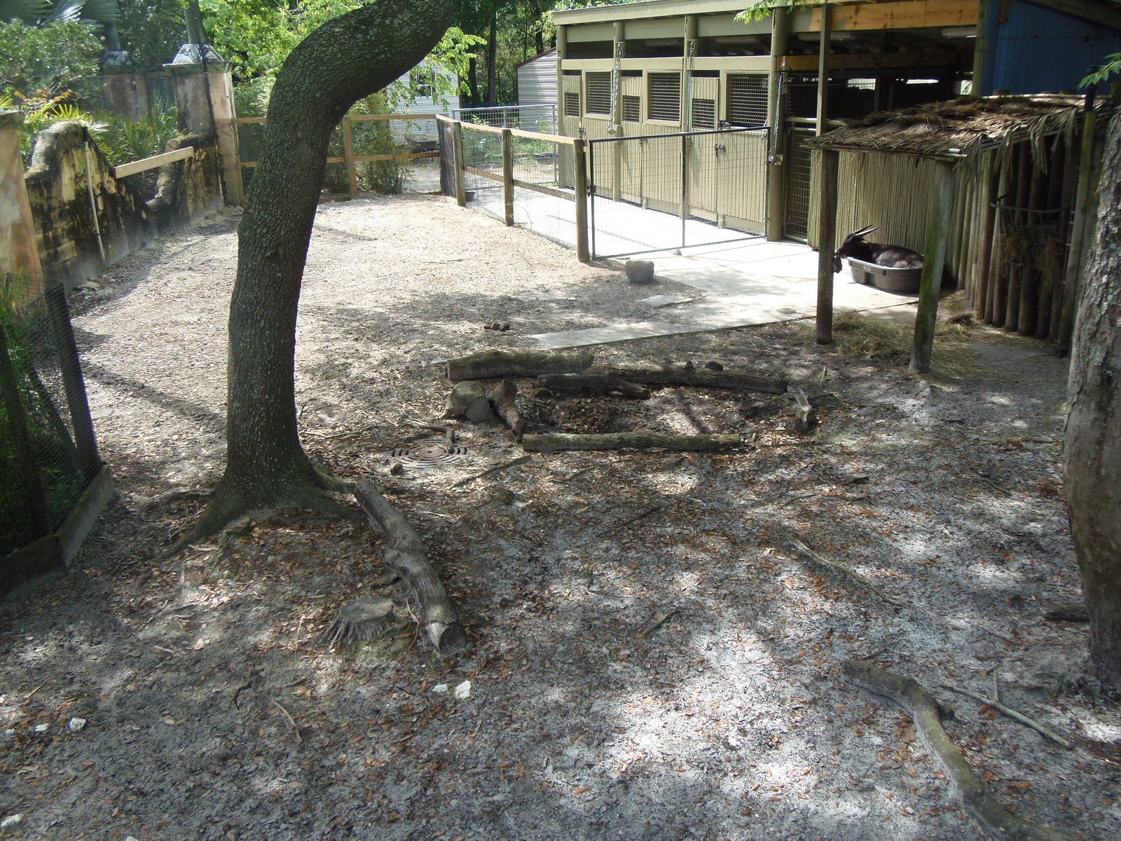 Lowland Anoa Exhibit