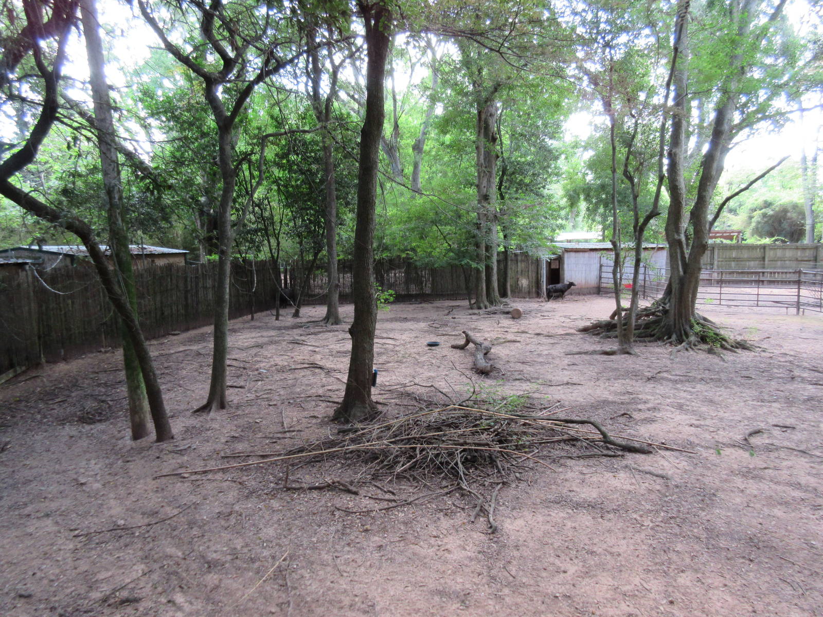 Lowland Anoa Exhibit