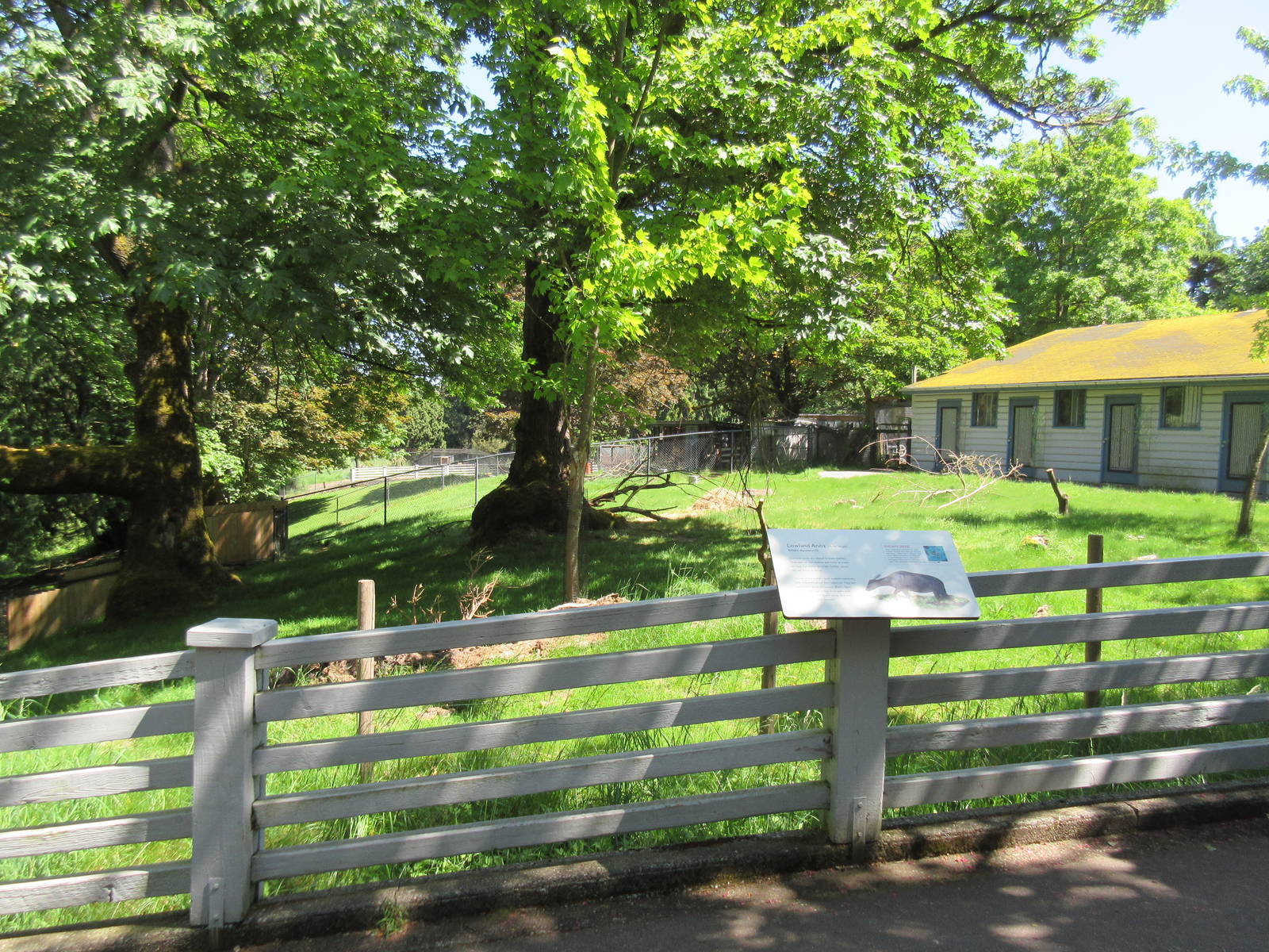 Lowland Anoa Exhibit