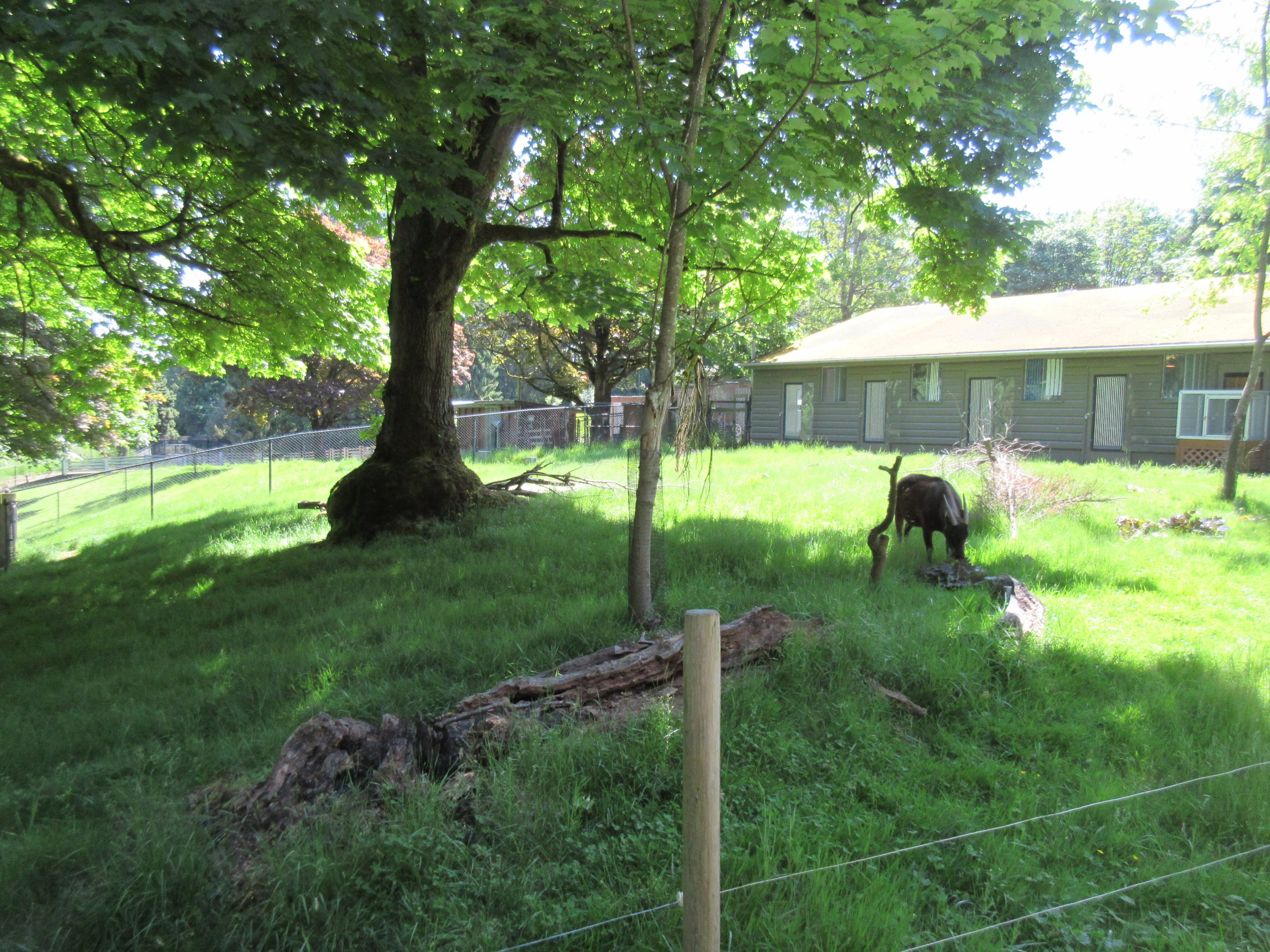 Lowland Anoa Exhibit