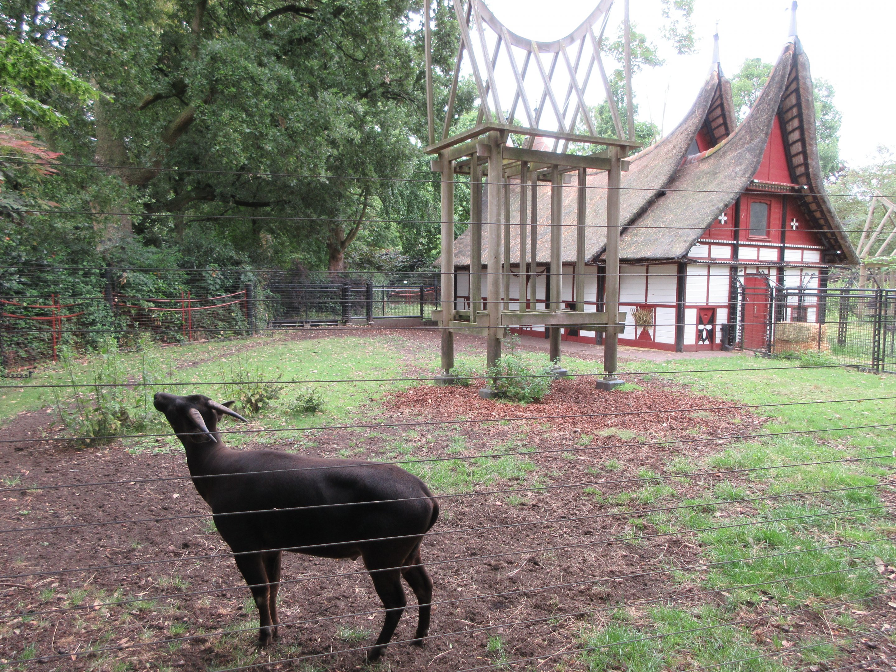 Lowland Anoa Exhibit