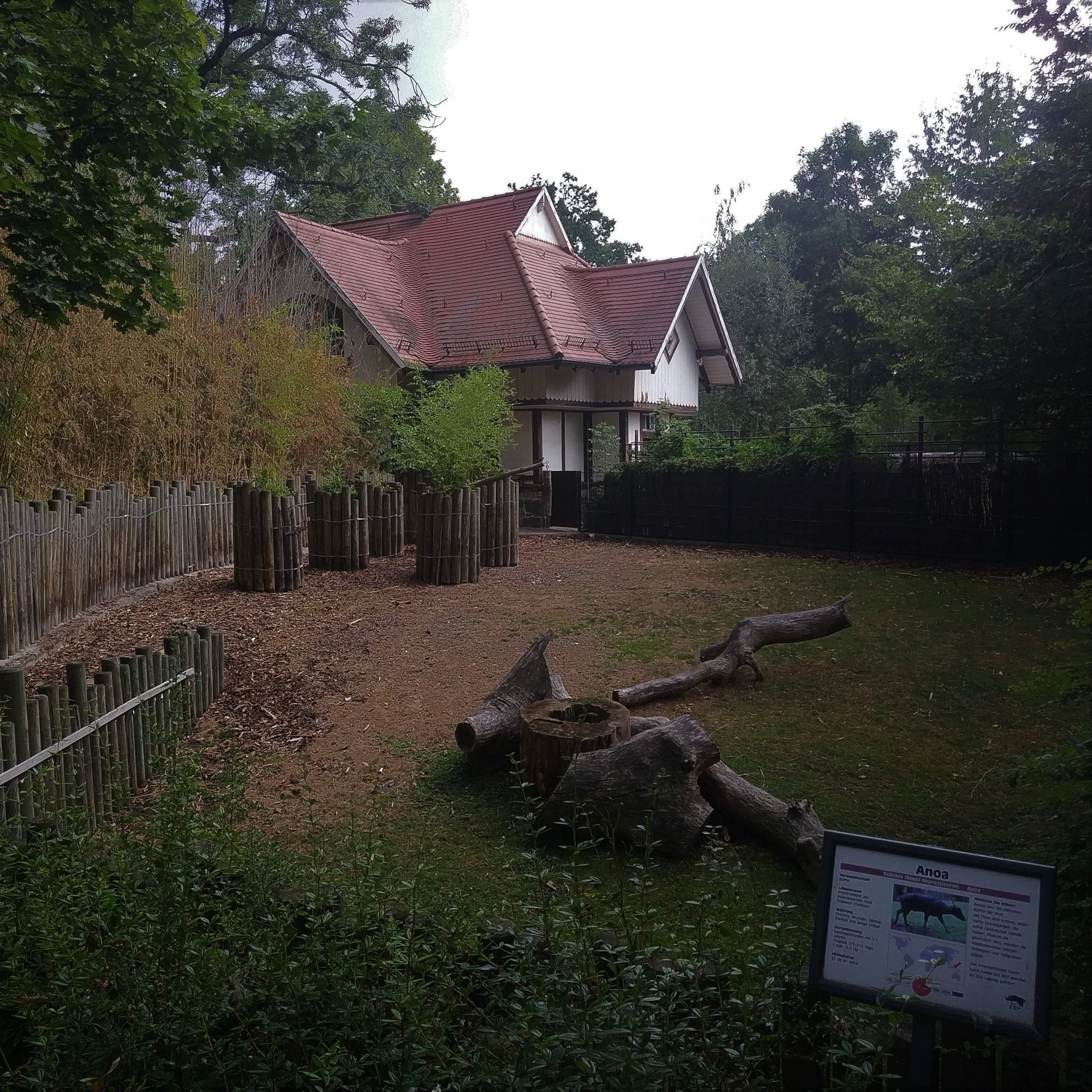 Lowland Anoa Exhibit