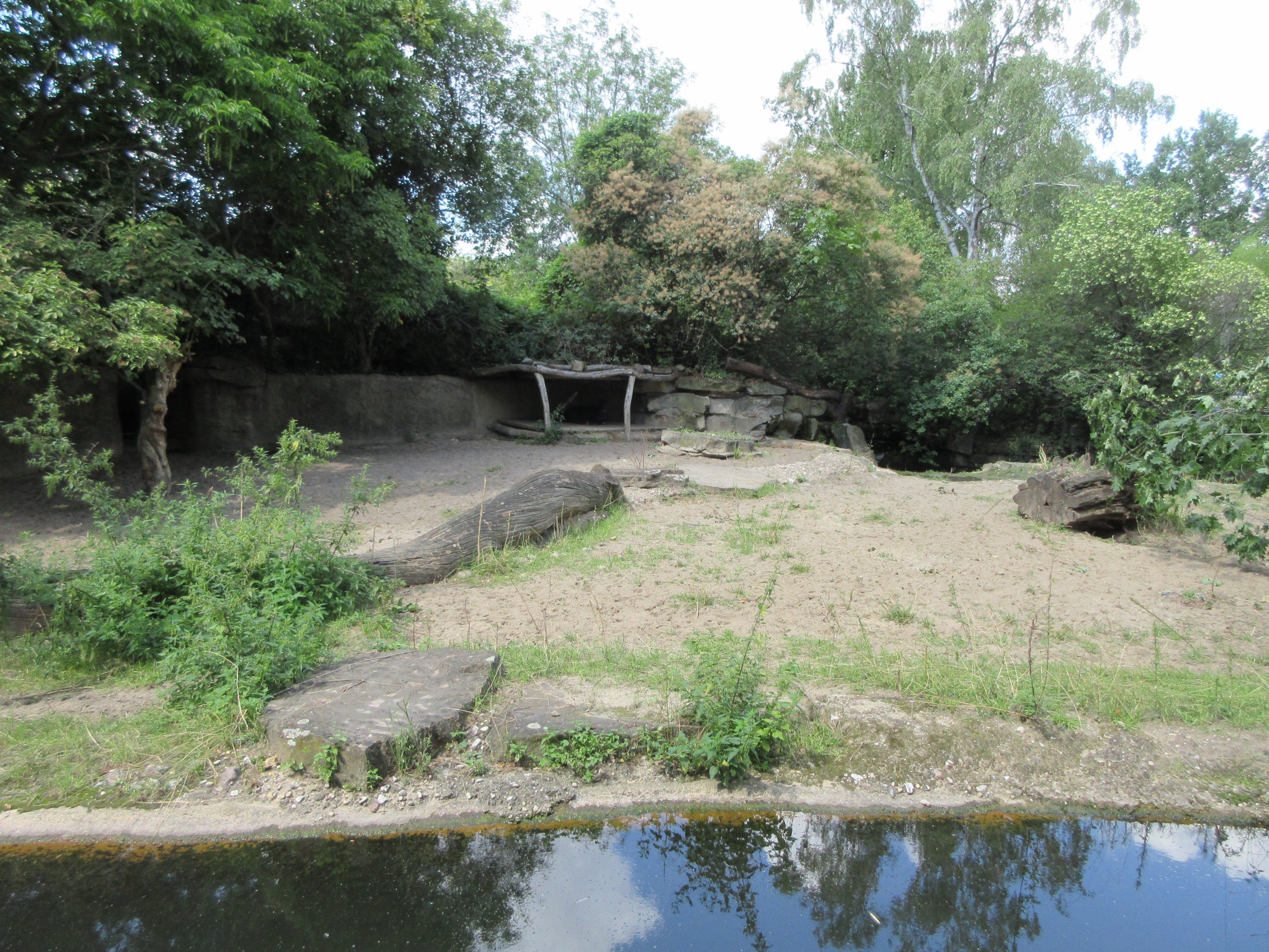 Lowland Anoa Exhibit